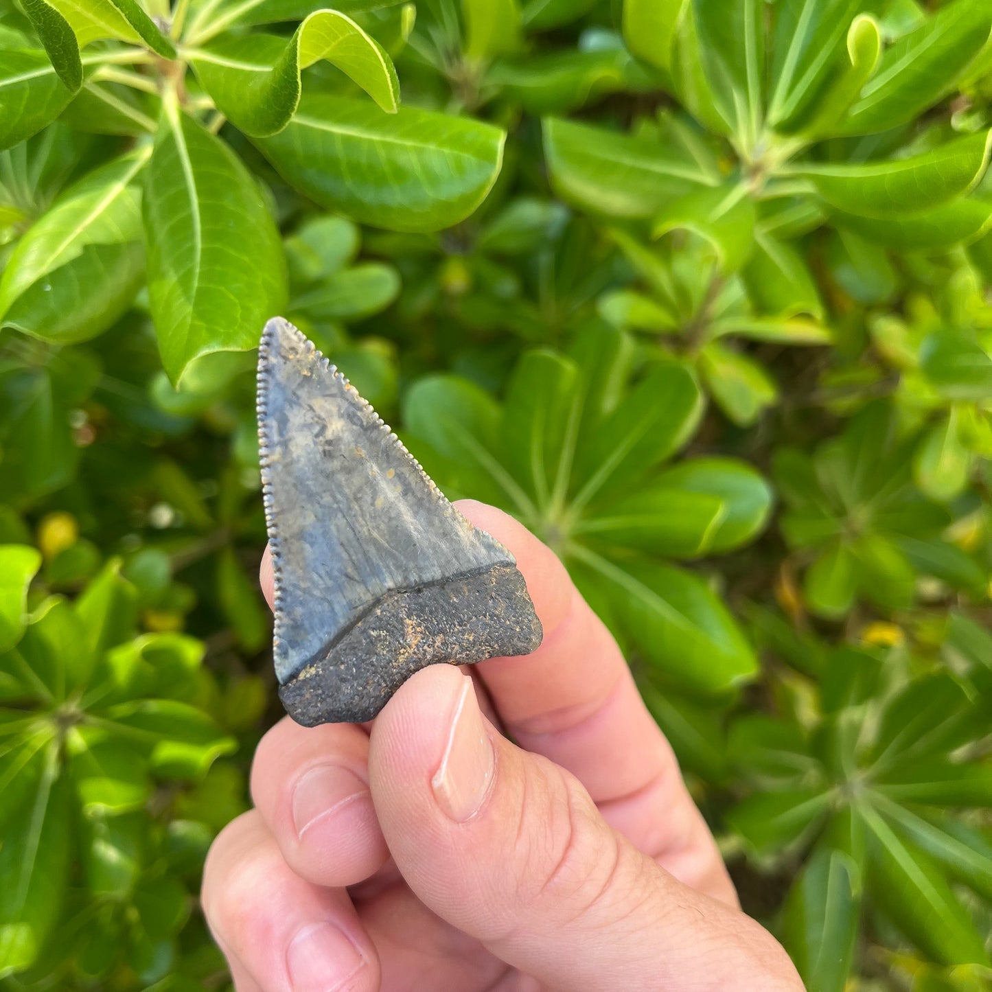 Authentic Great White Shark Tooth!