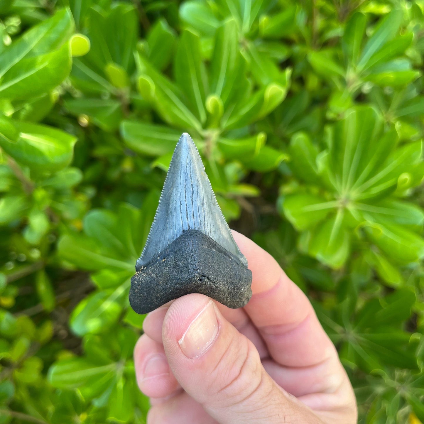 Authentic Chubutensis Shark Tooth | 2.26” x 1.50” NC Fossil