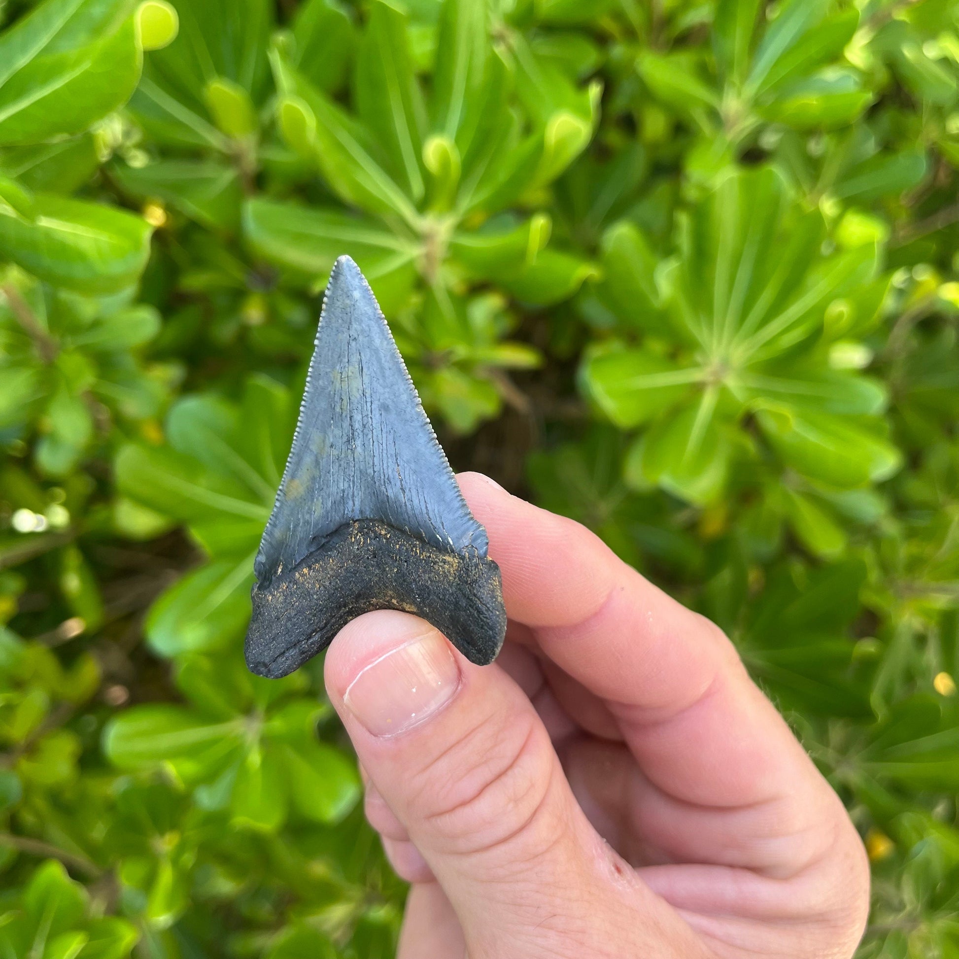 Authentic Chubutensis Shark Tooth | 2.26” x 1.50” NC Fossil