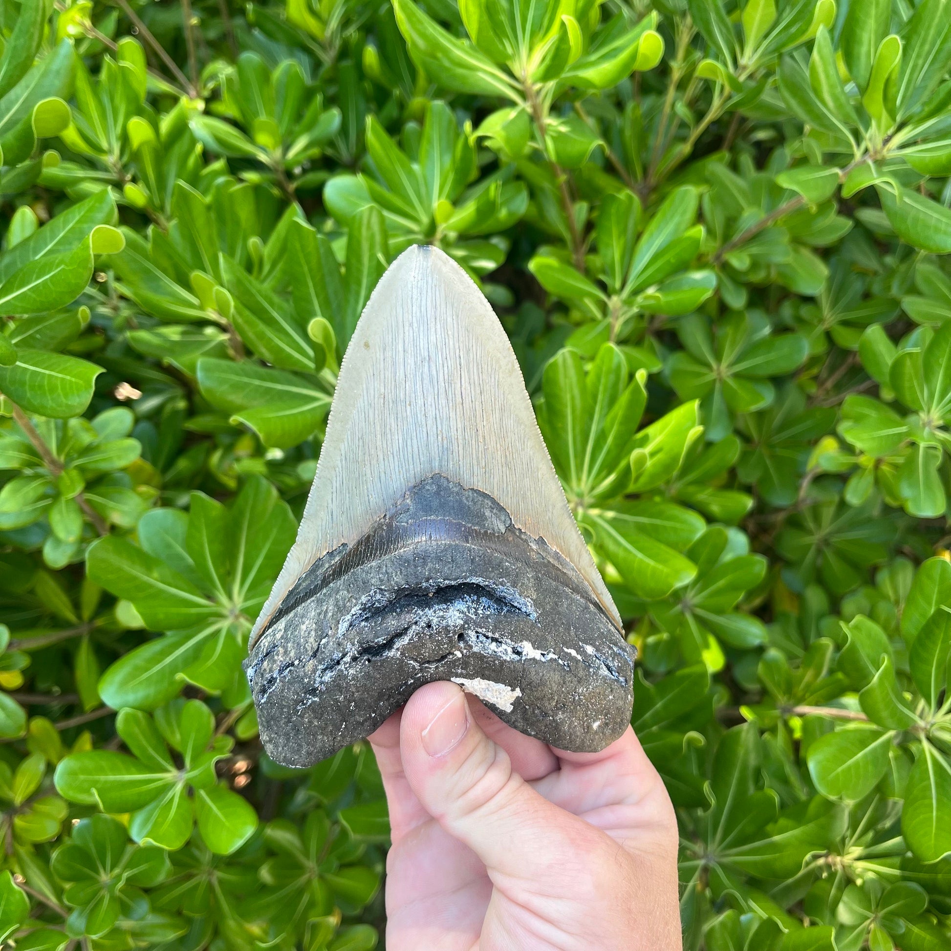 Authentic Megalodon Shark Tooth