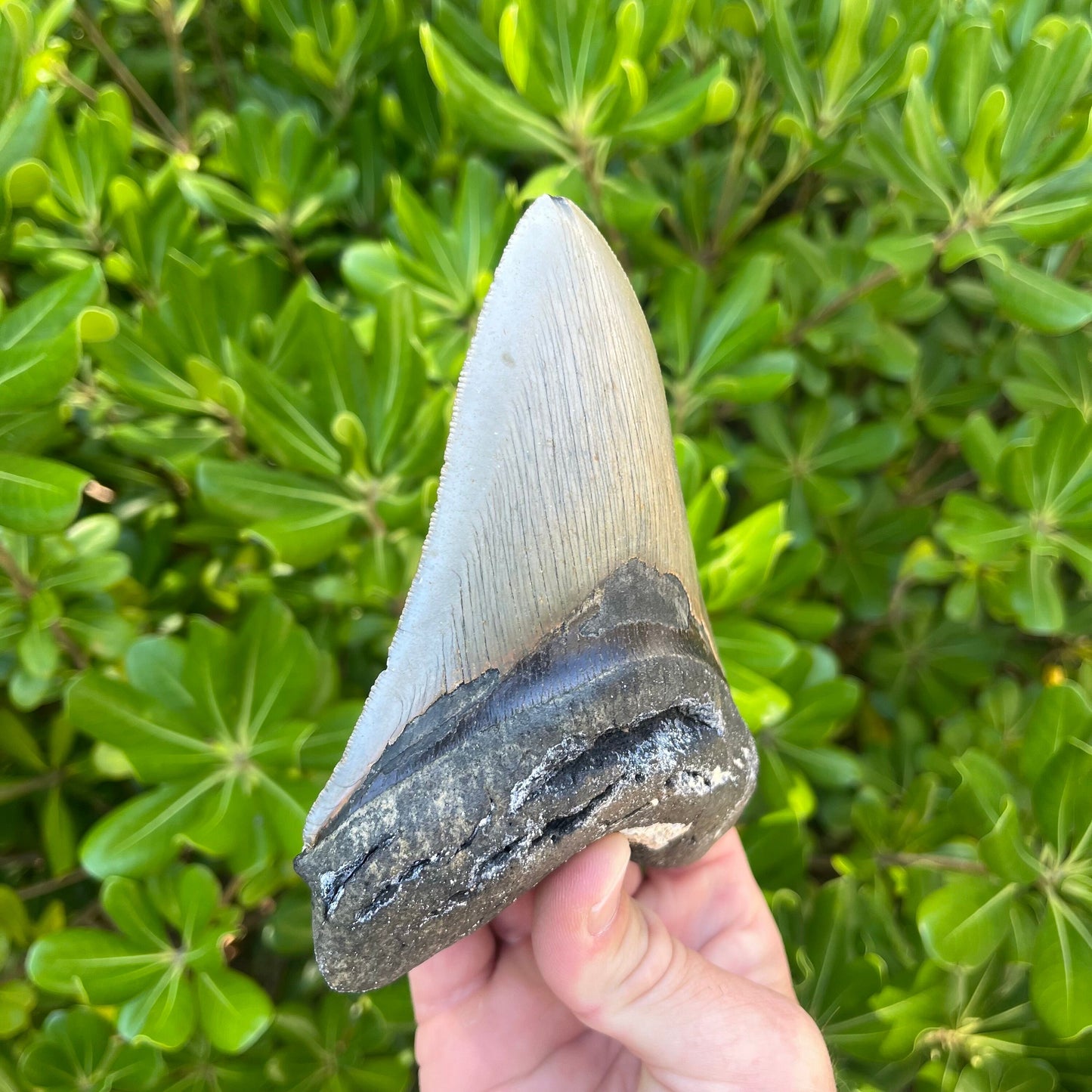 Authentic Megalodon Shark Tooth