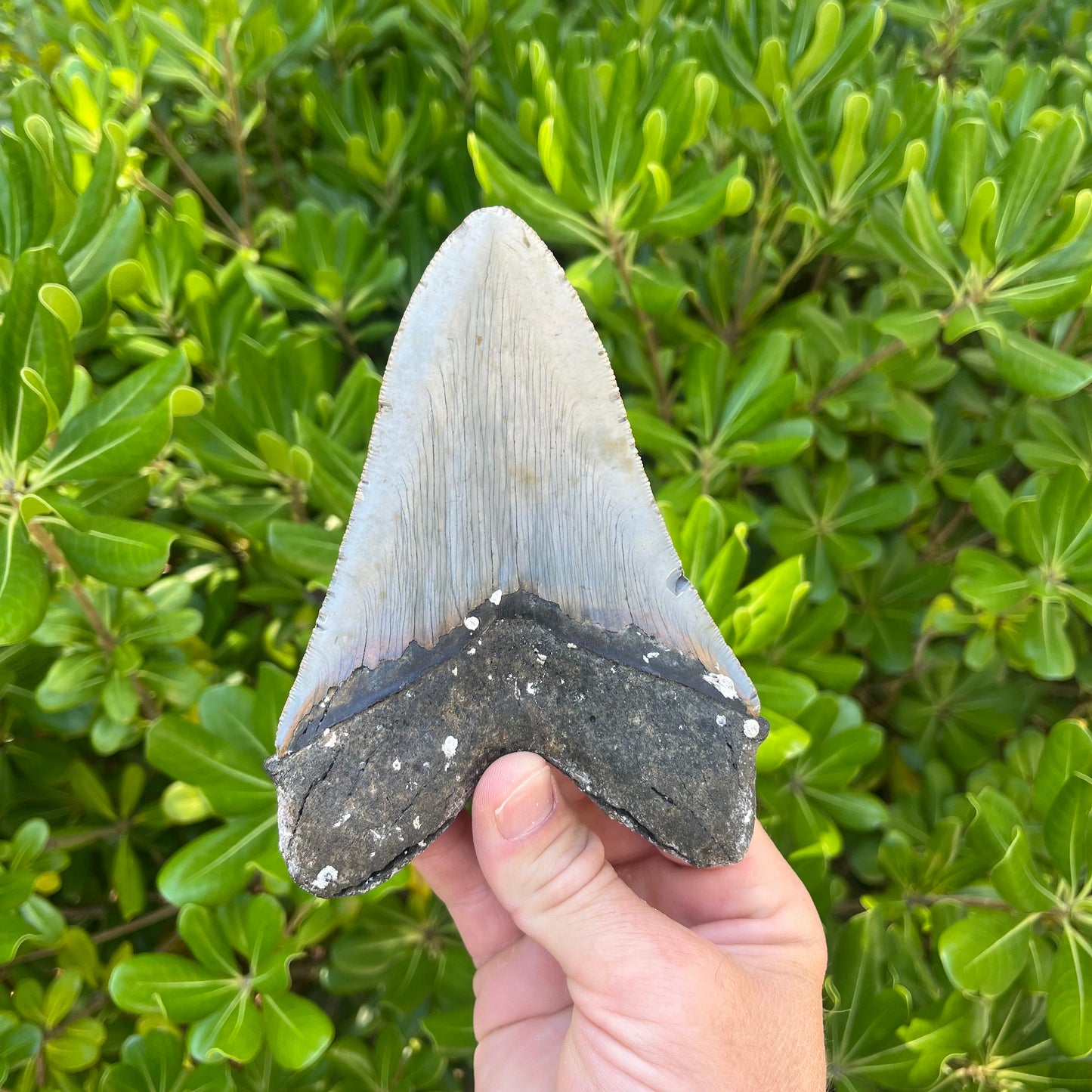 Authentic Megalodon Shark Tooth