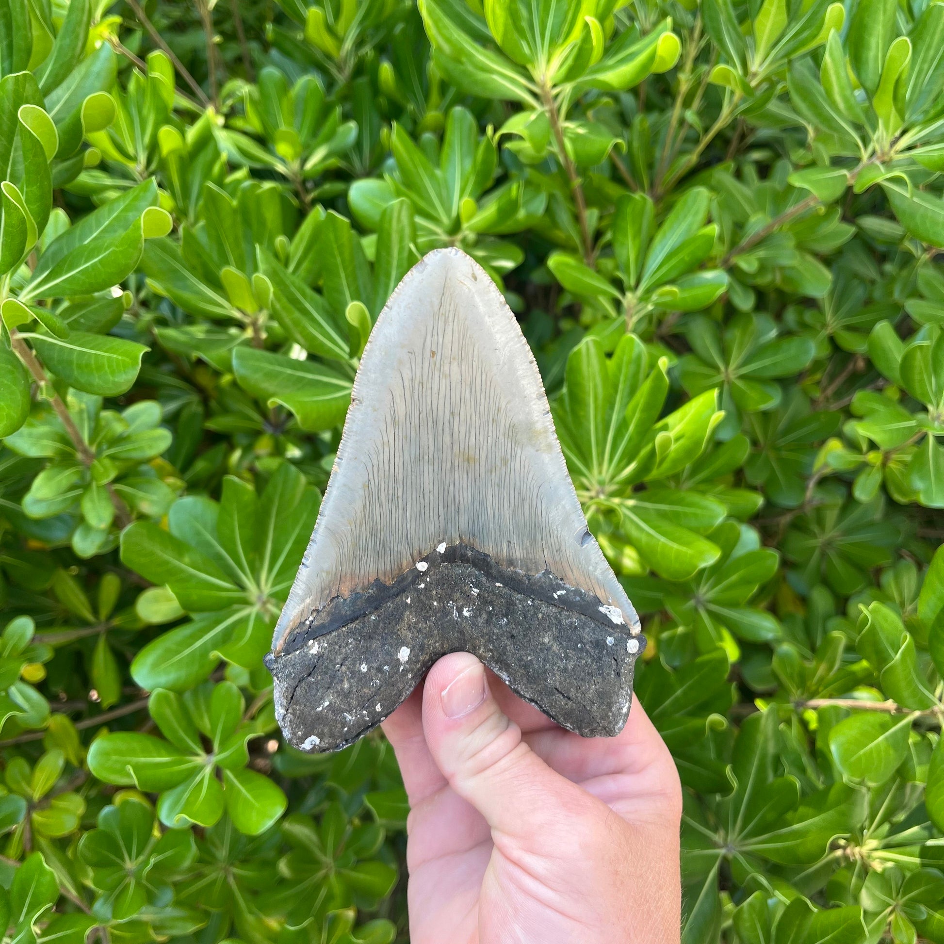 Authentic Megalodon Shark Tooth