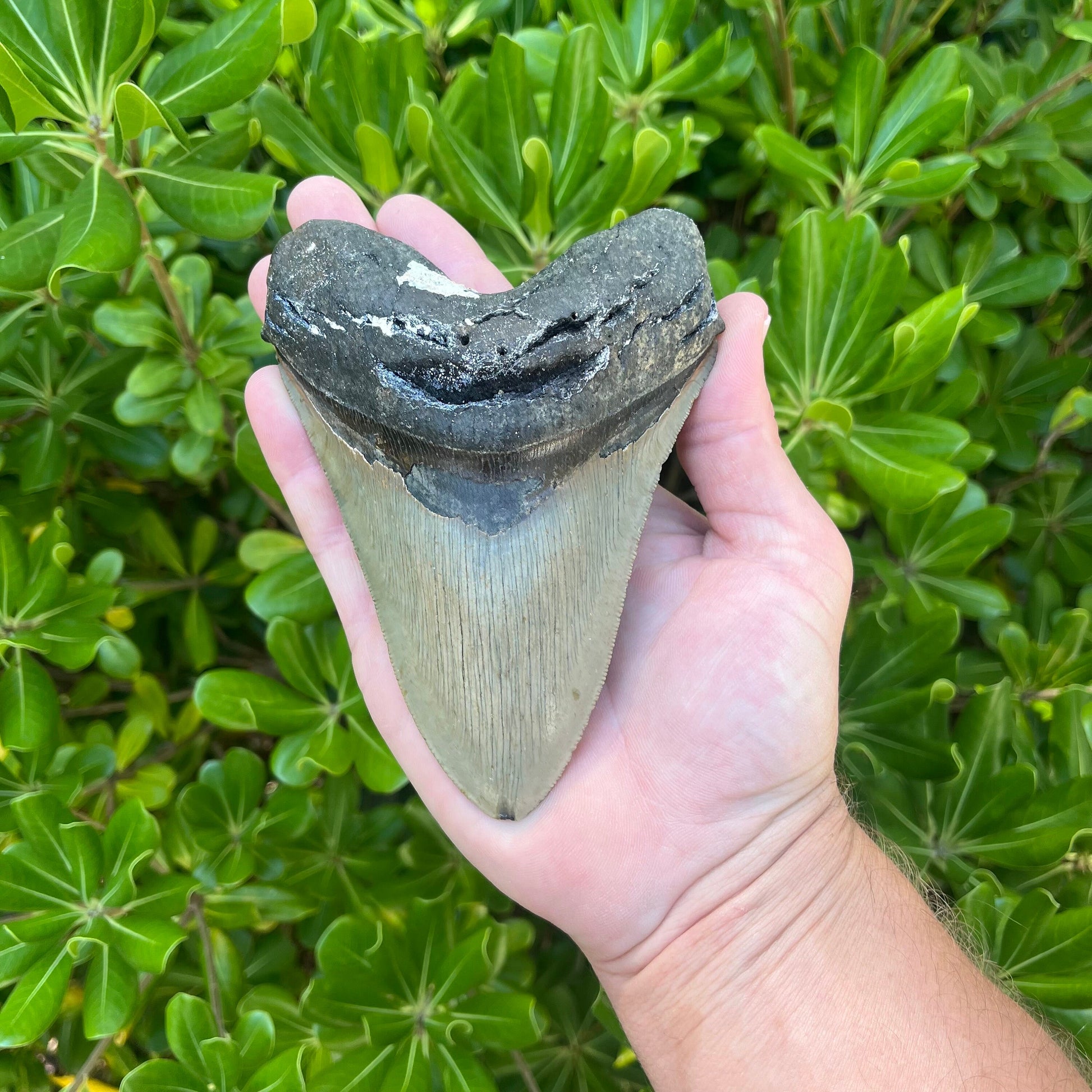 Authentic Megalodon Shark Tooth