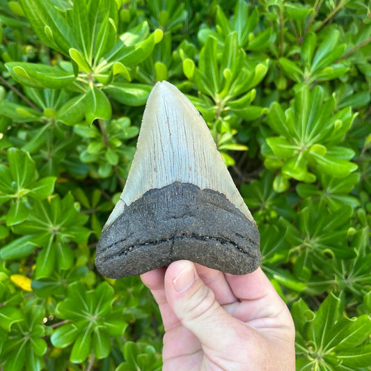 Authentic Megalodon Shark Tooth