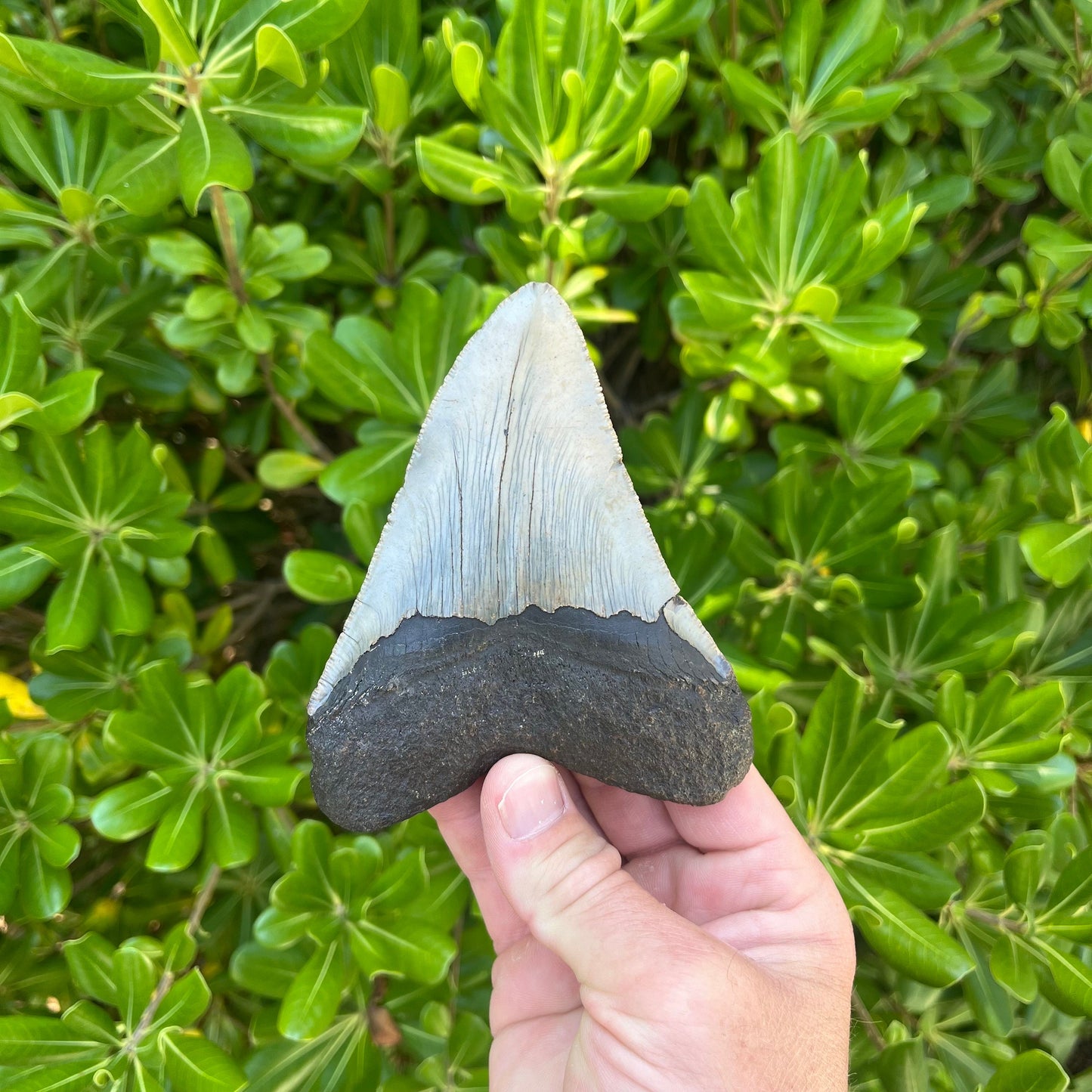 Authentic Megalodon Shark Tooth