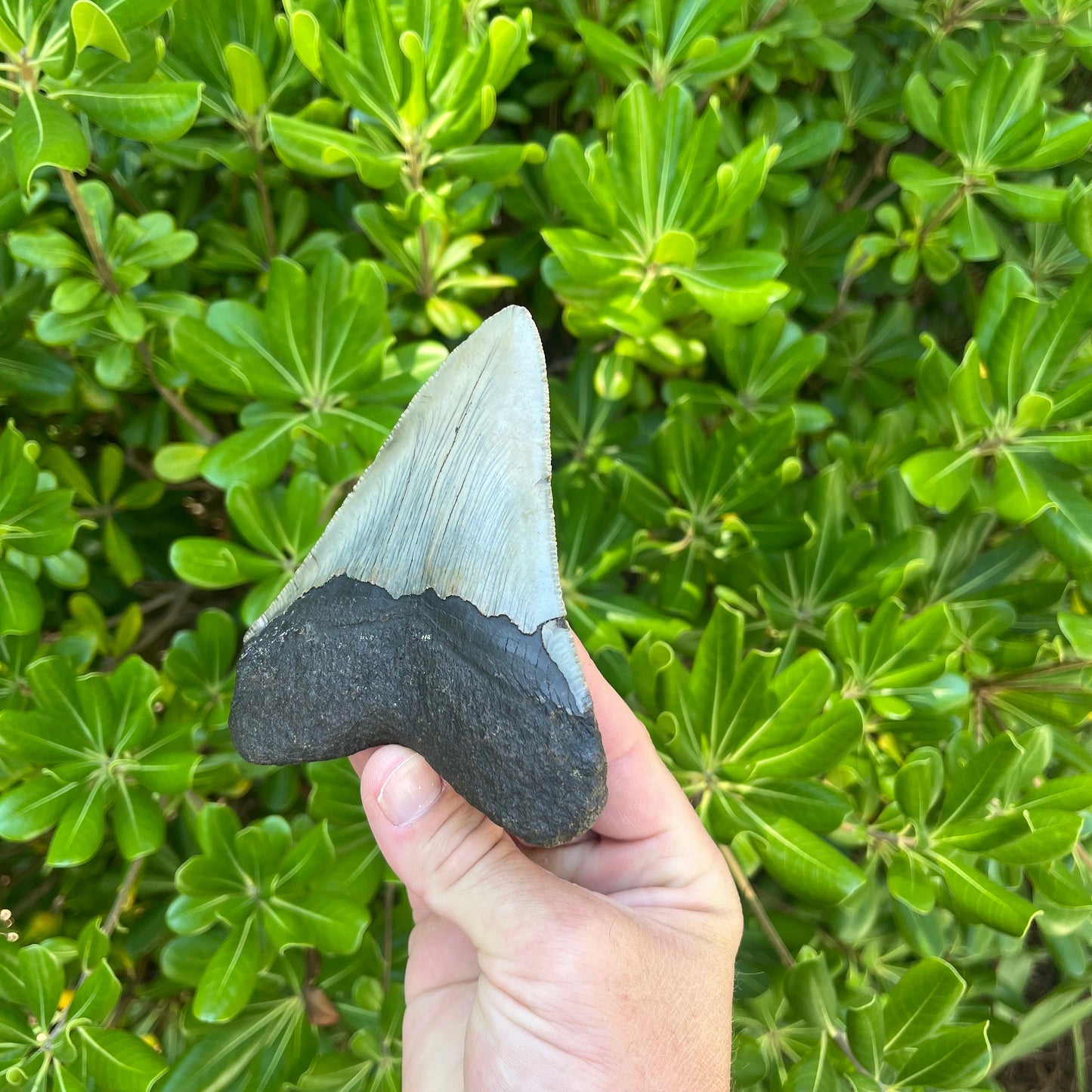 Authentic Megalodon Shark Tooth