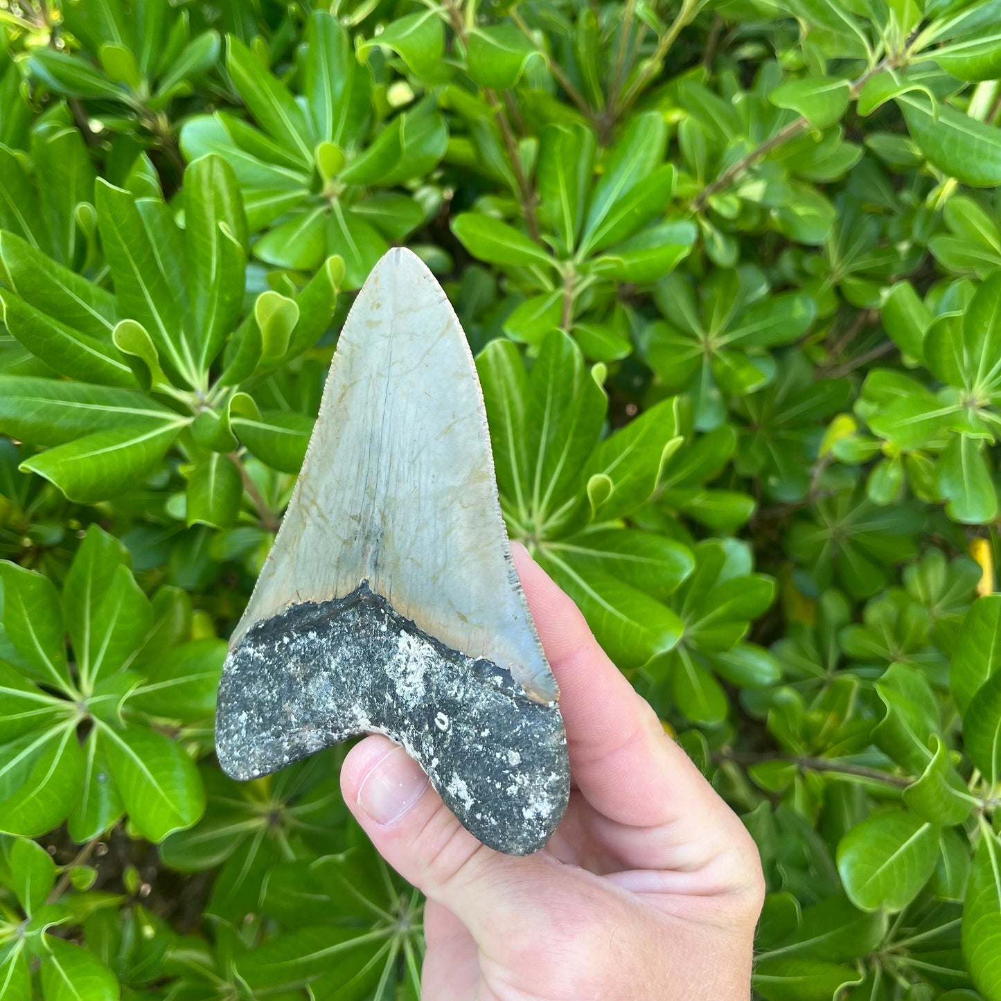 Authentic Megalodon Shark Tooth