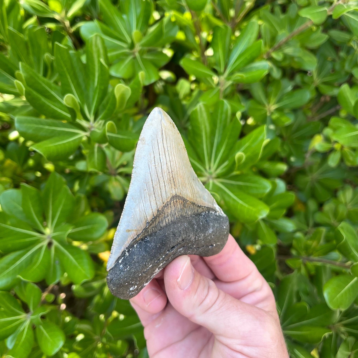 Authentic Megalodon Shark Tooth