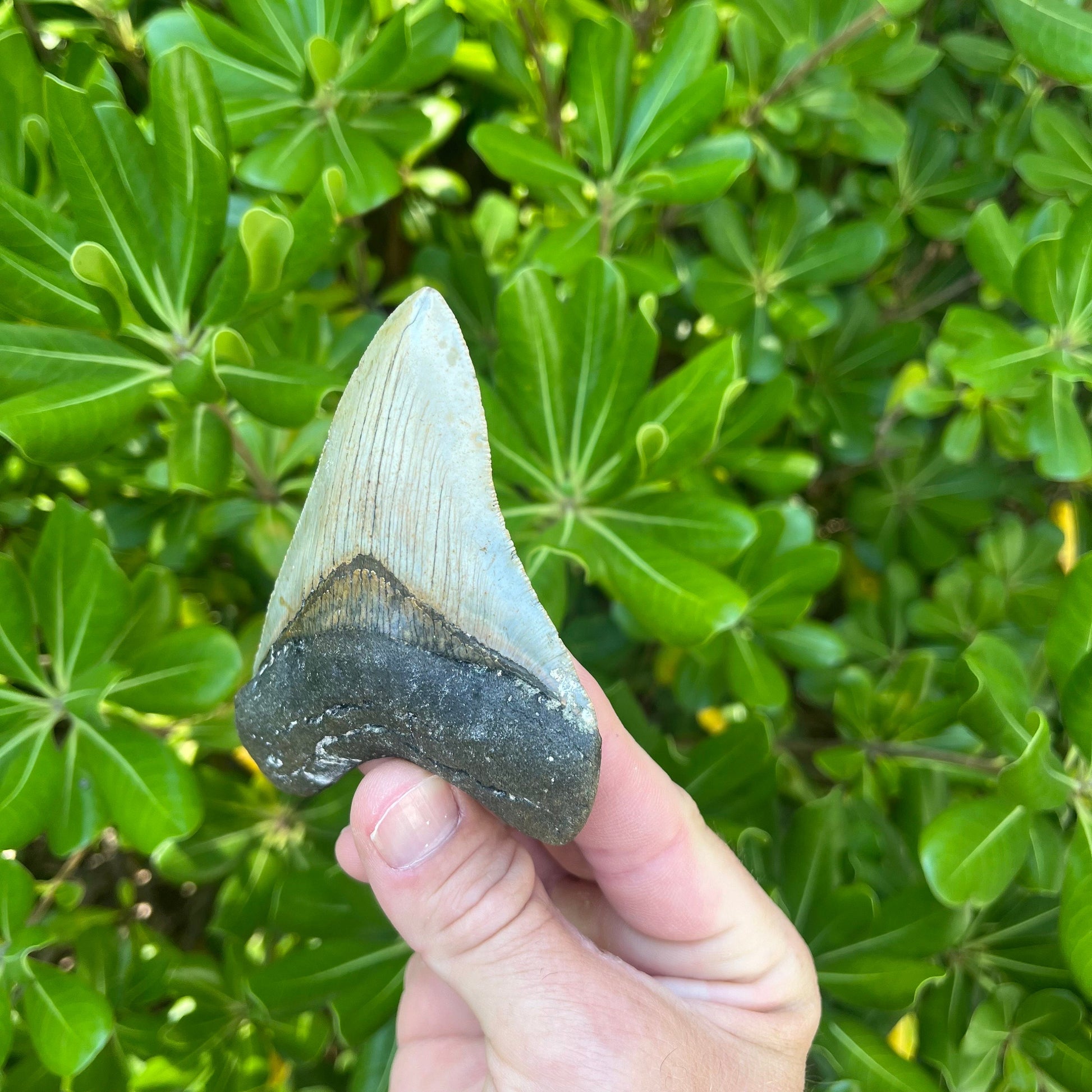 Authentic Megalodon Shark Tooth