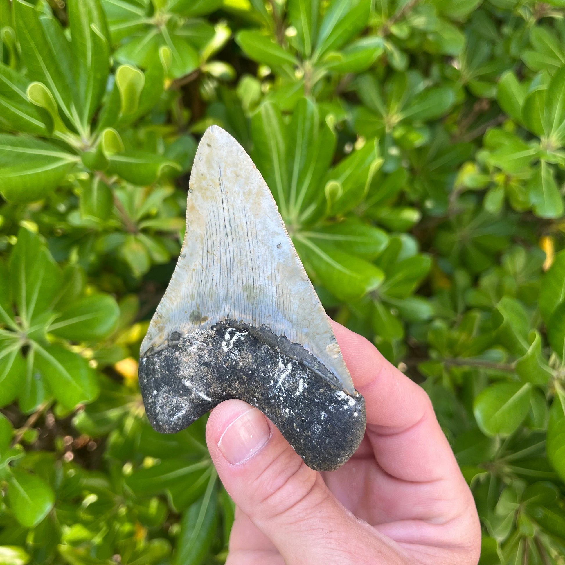 Authentic Megalodon Shark Tooth