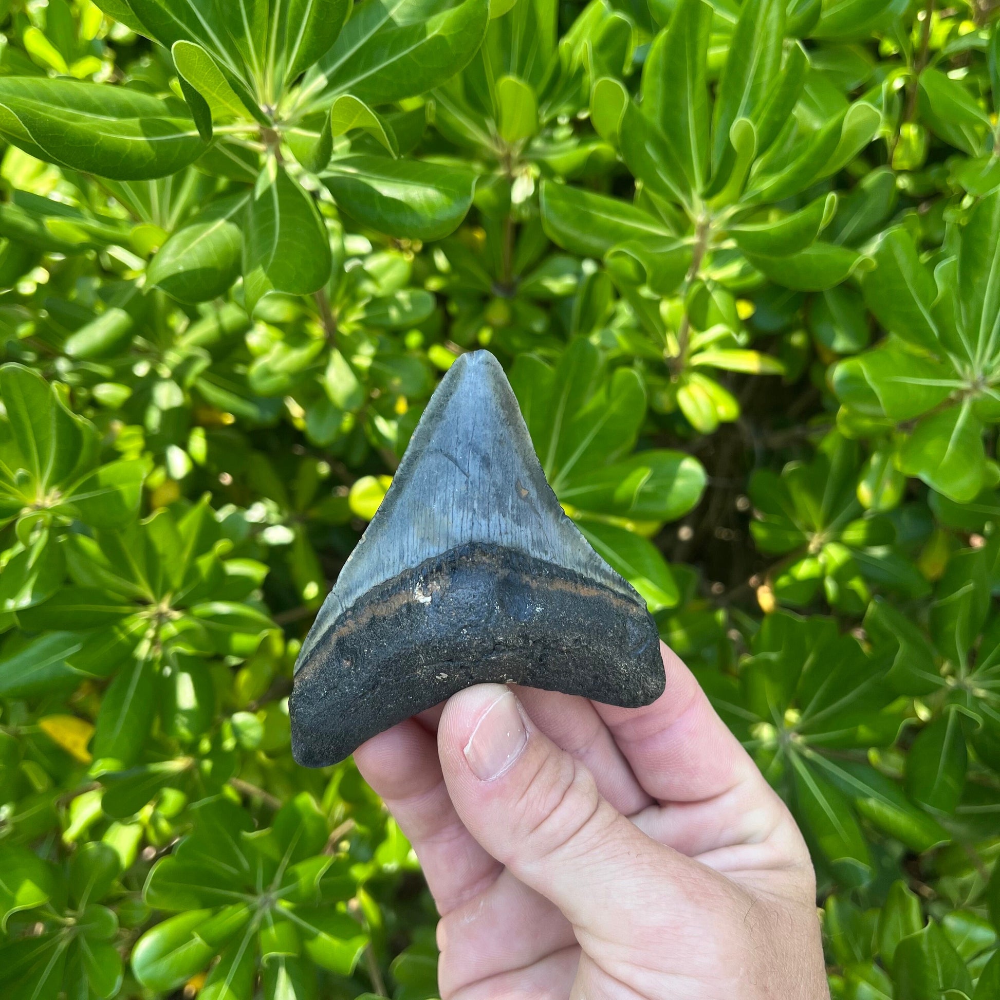 Authentic Megalodon Shark Tooth