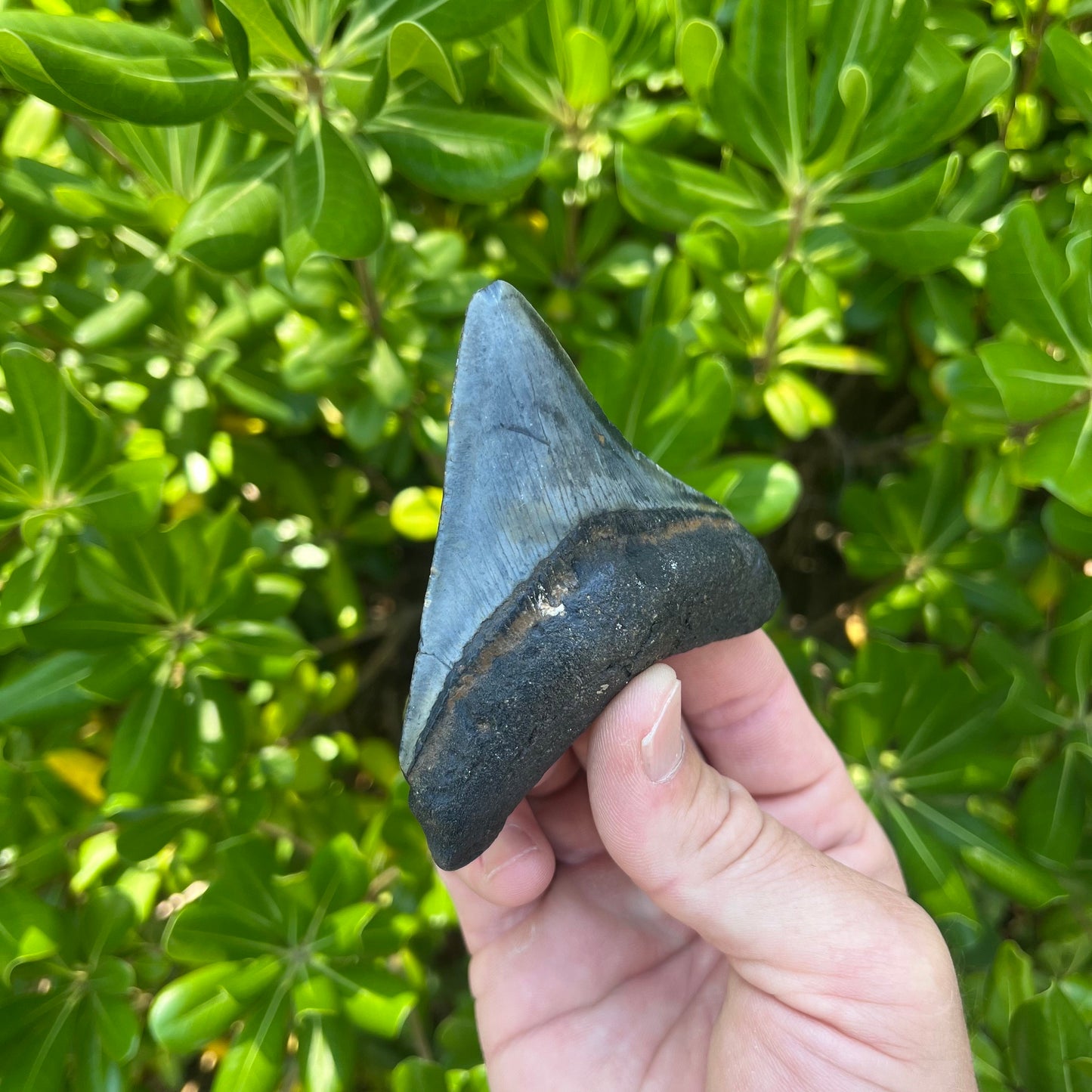 Authentic Megalodon Shark Tooth