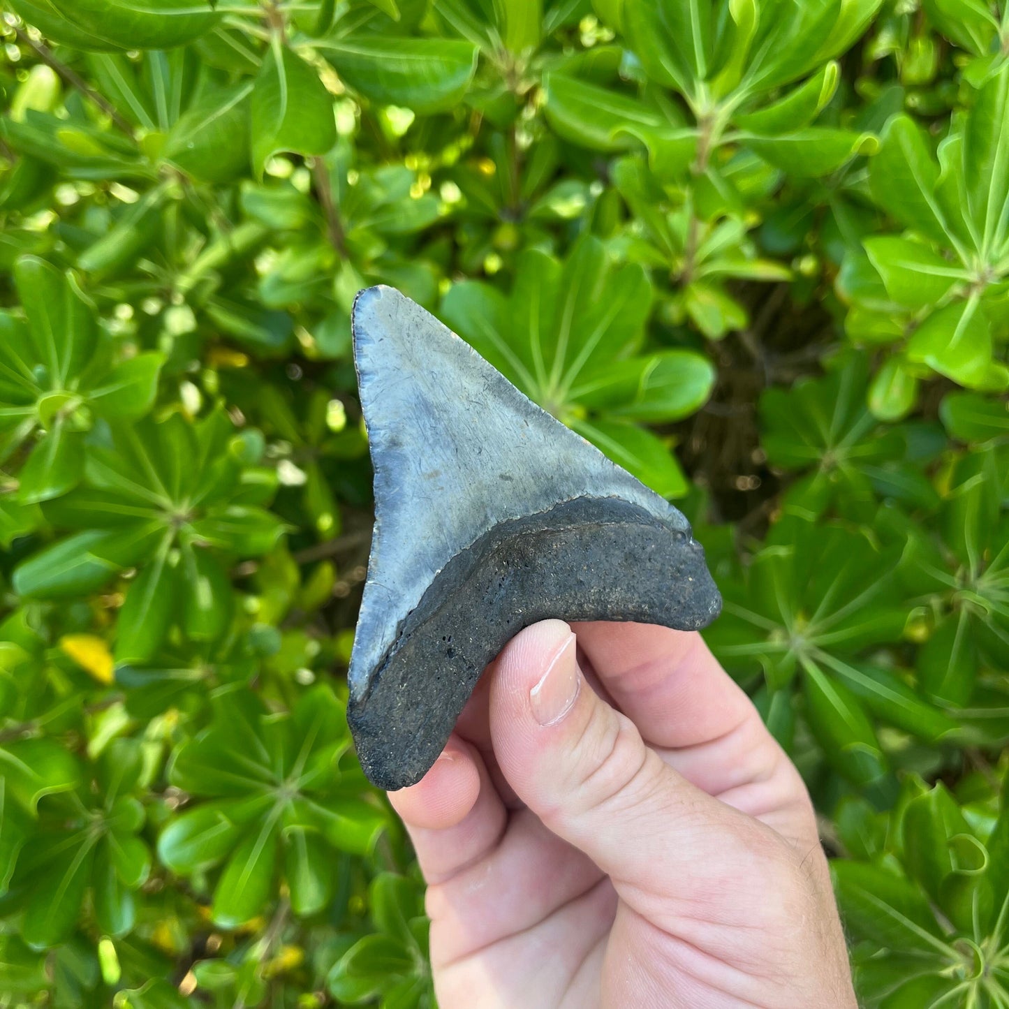 Authentic Megalodon Shark Tooth