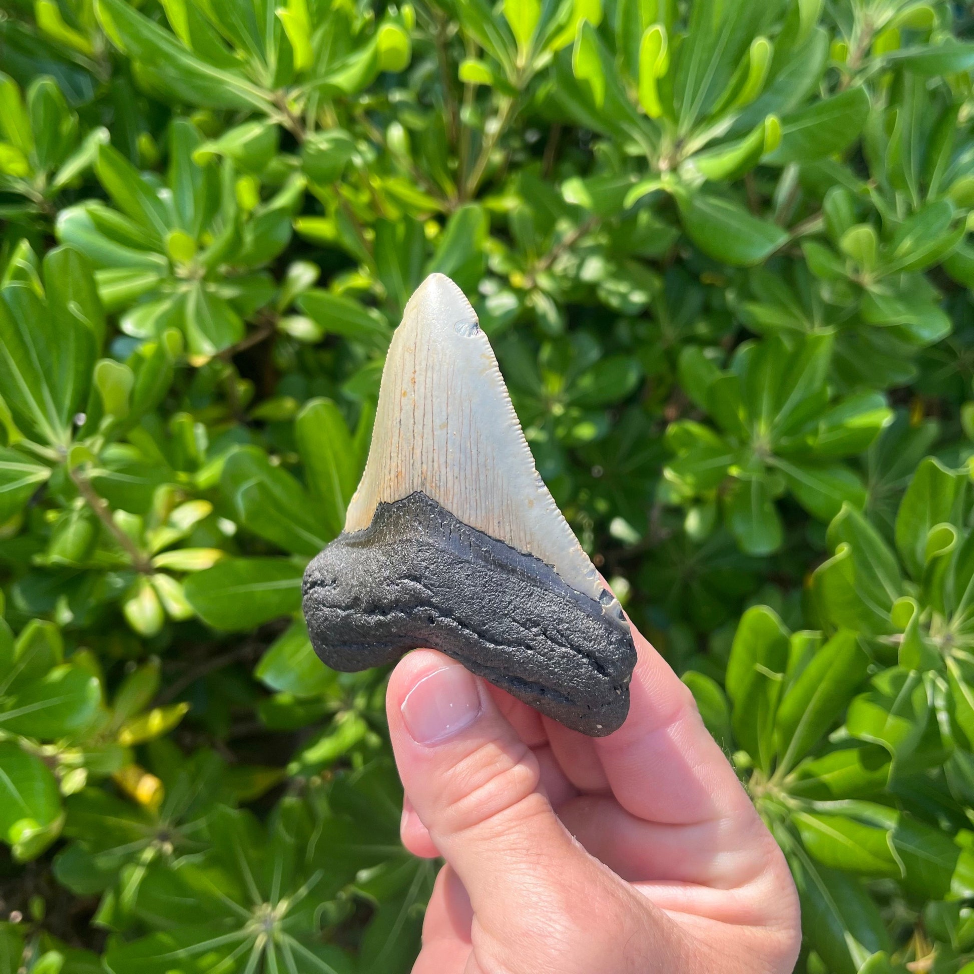 Authentic Megalodon Shark Tooth