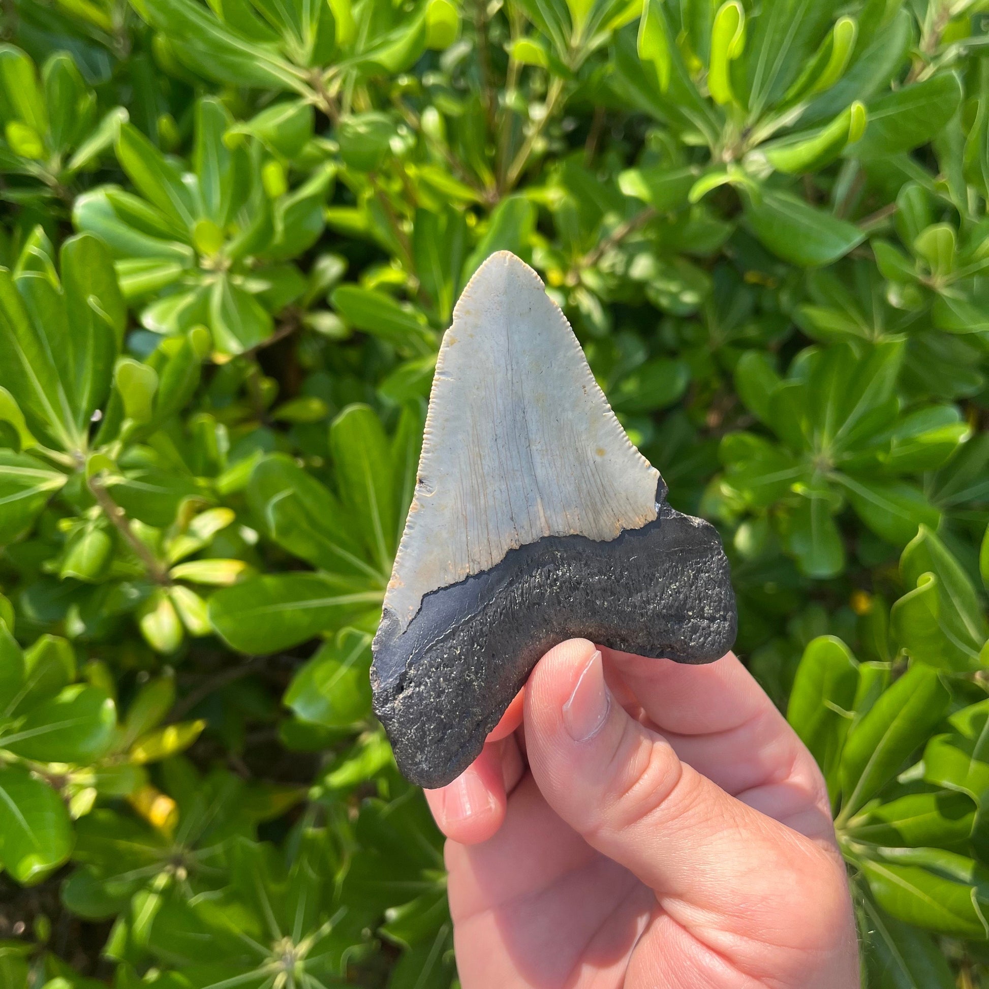 Authentic Megalodon Shark Tooth