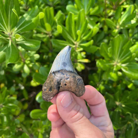 Rare Benedini Shark Tooth | Real Ancient Fossil Shark Tooth