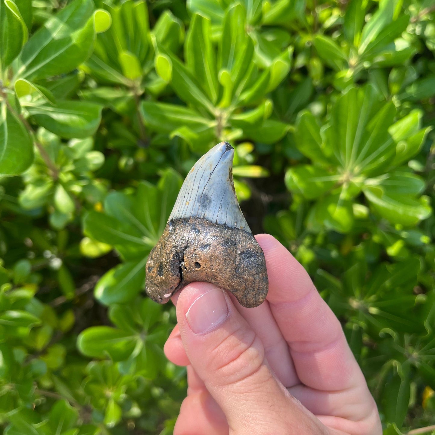 Rare Benedini Shark Tooth | Real Ancient Fossil Shark Tooth