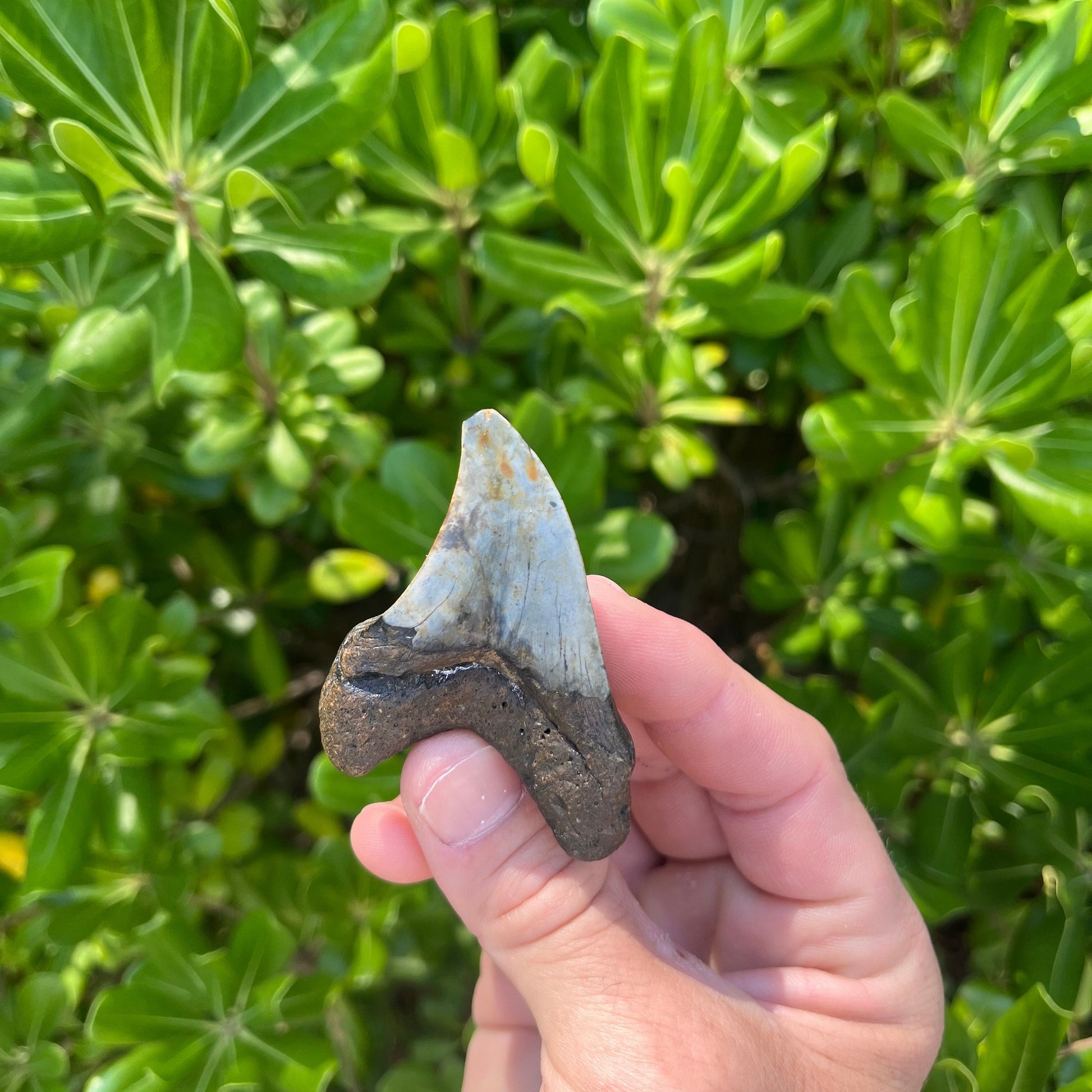 Rare Benedini Shark Tooth | Real Ancient Fossil Shark Tooth