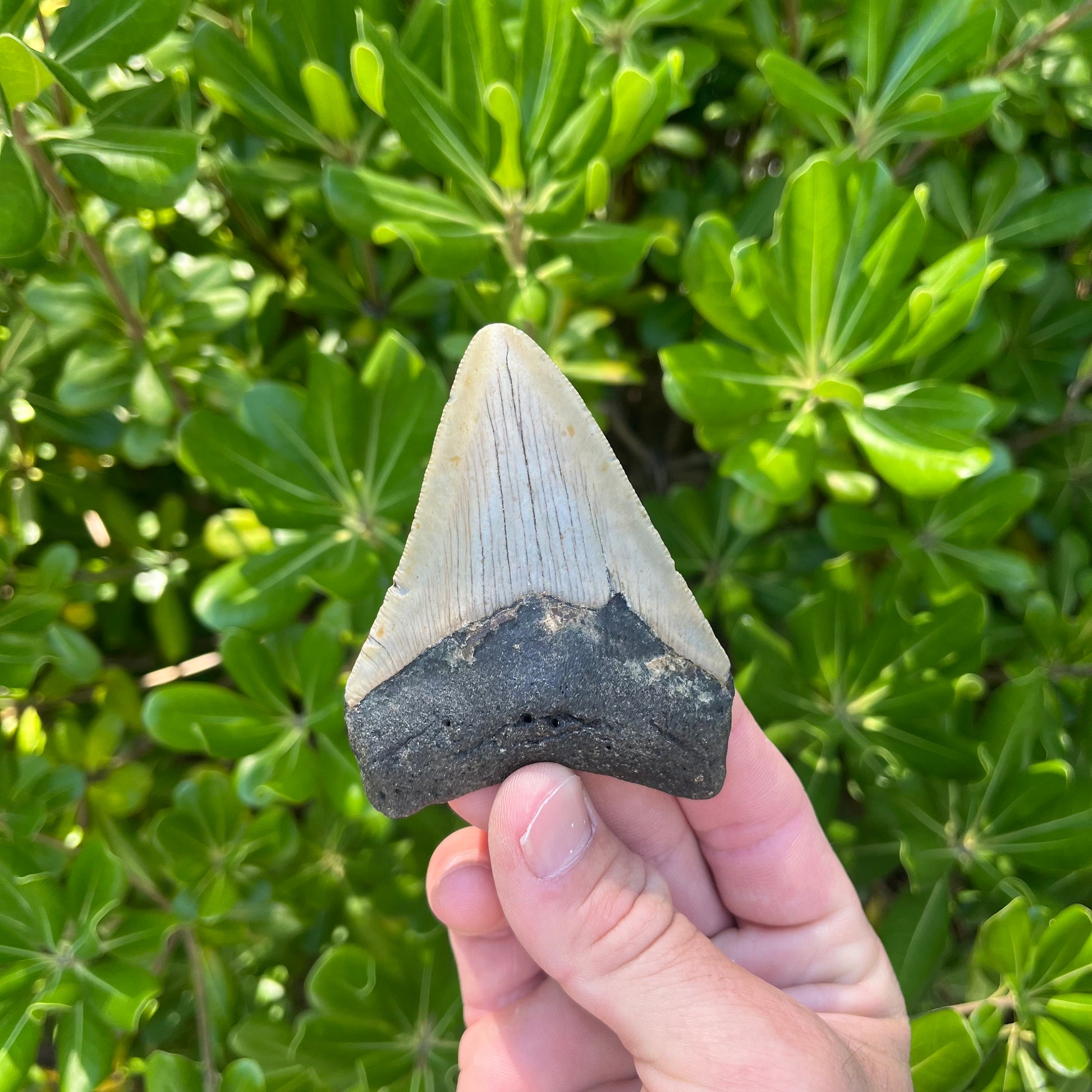 Authentic Megalodon Shark Tooth