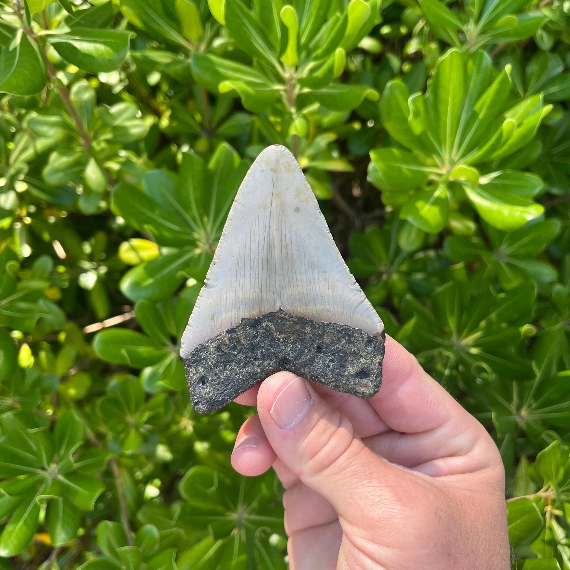 Authentic Megalodon Shark Tooth