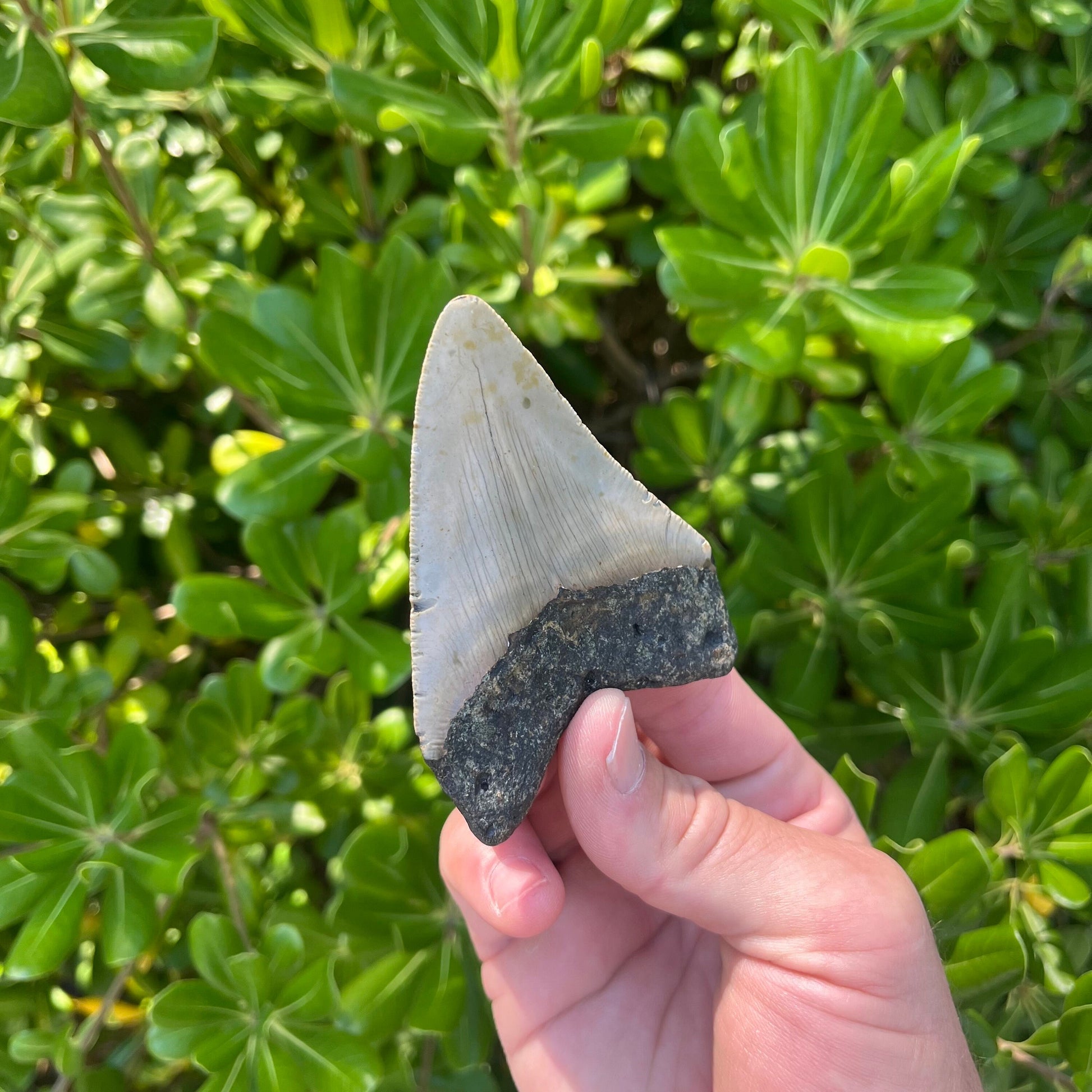 Authentic Megalodon Shark Tooth