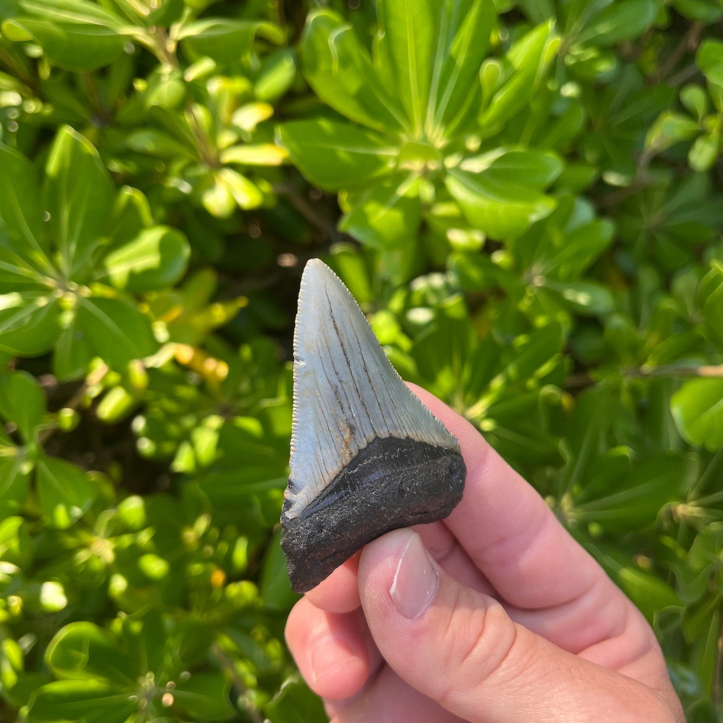 Authentic Megalodon Shark Tooth