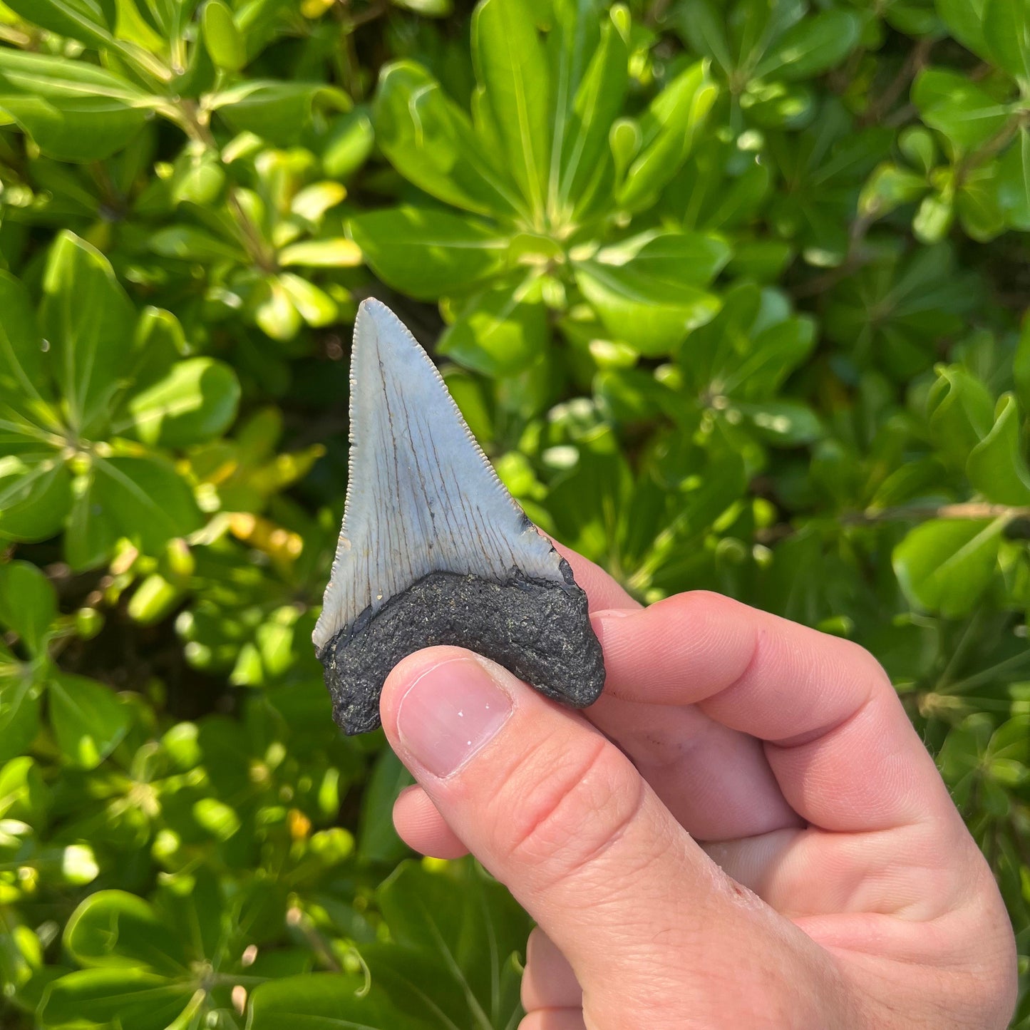 Authentic Megalodon Shark Tooth