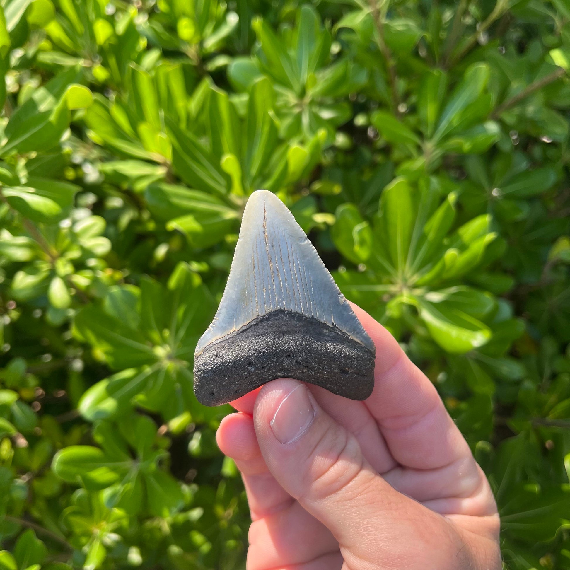 Authentic Megalodon Shark Tooth