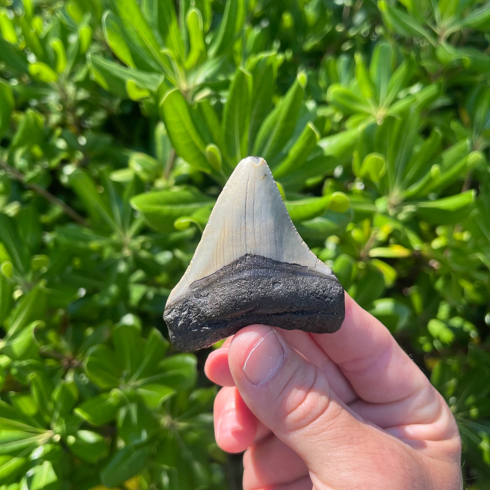 Authentic Megalodon Shark Tooth