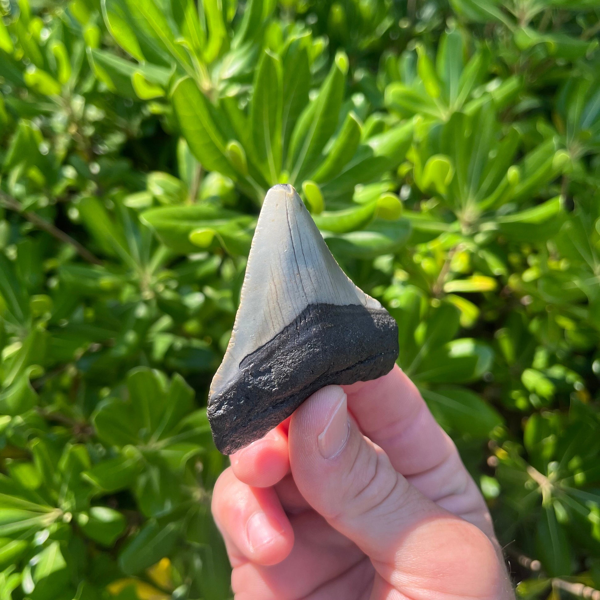 Authentic Megalodon Shark Tooth