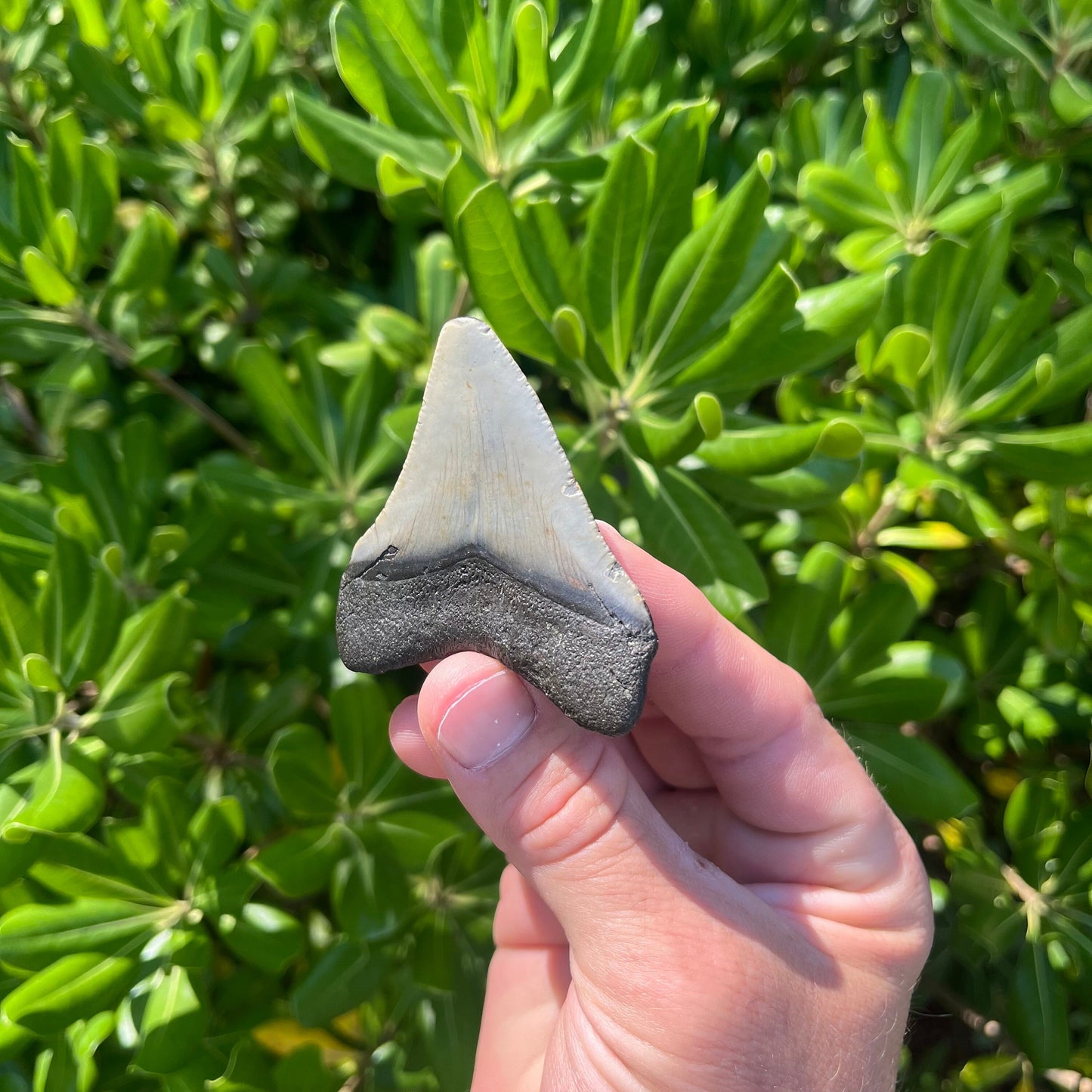 Authentic Megalodon Shark Tooth