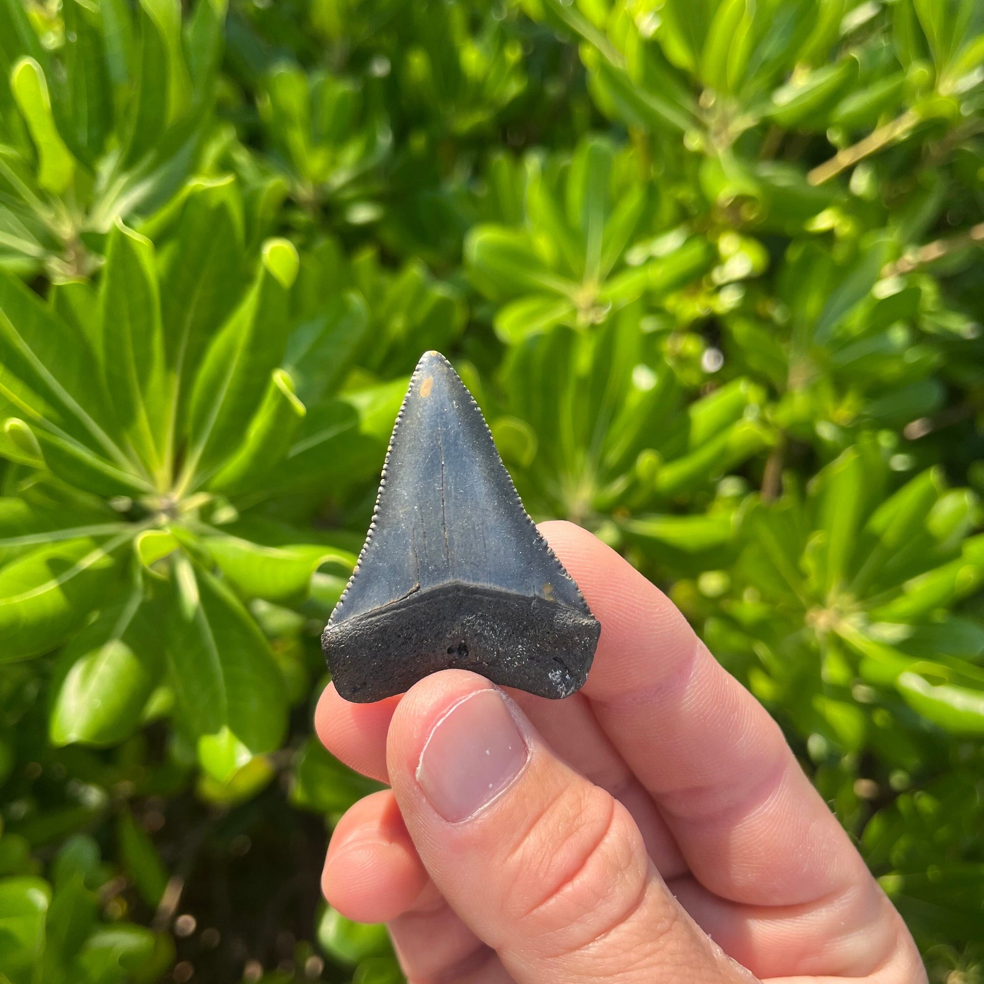 Authentic Great White Shark Tooth!