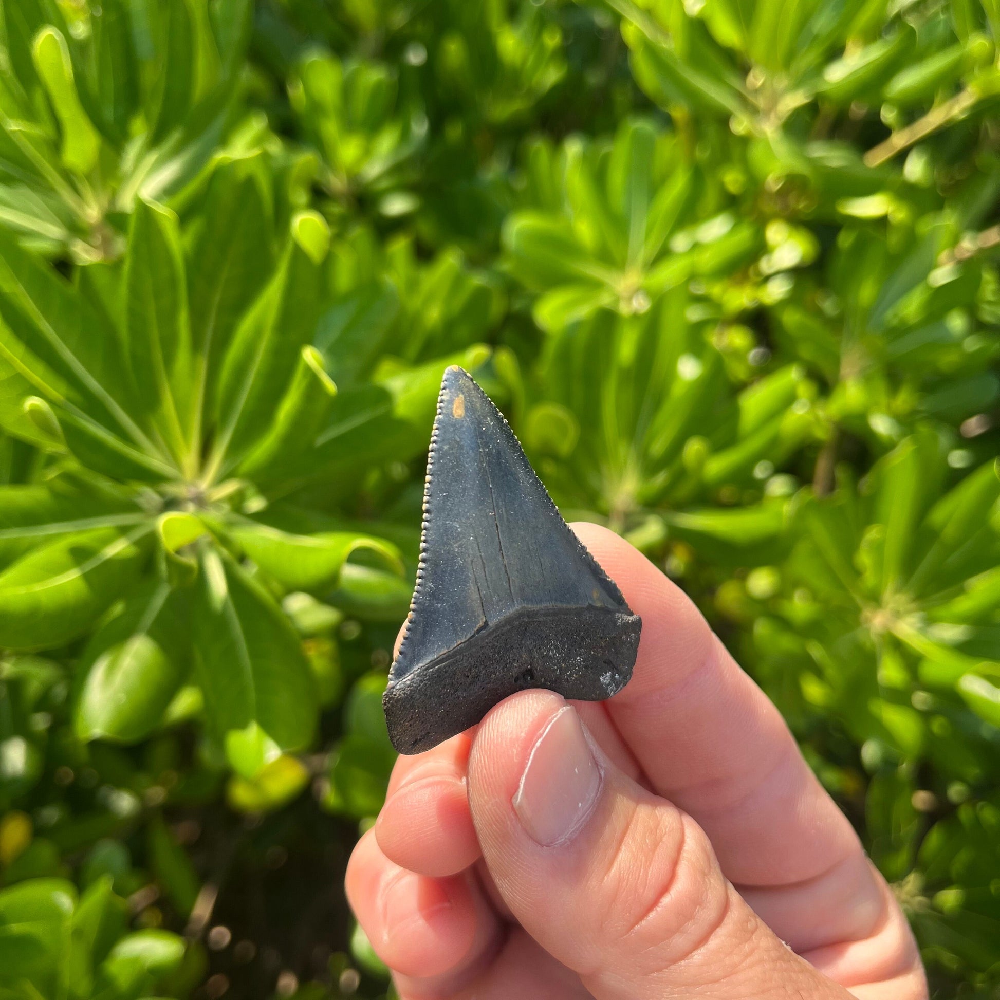 Authentic Great White Shark Tooth!