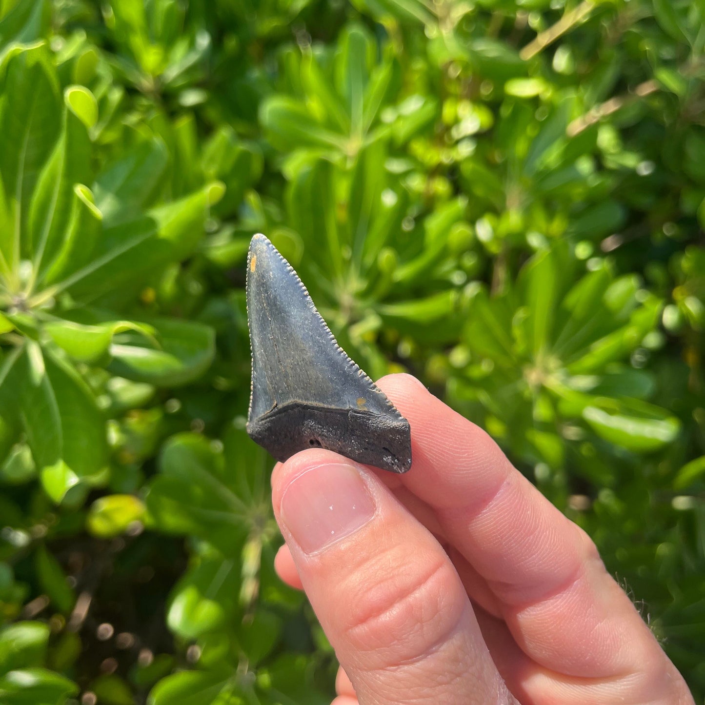 Authentic Great White Shark Tooth!