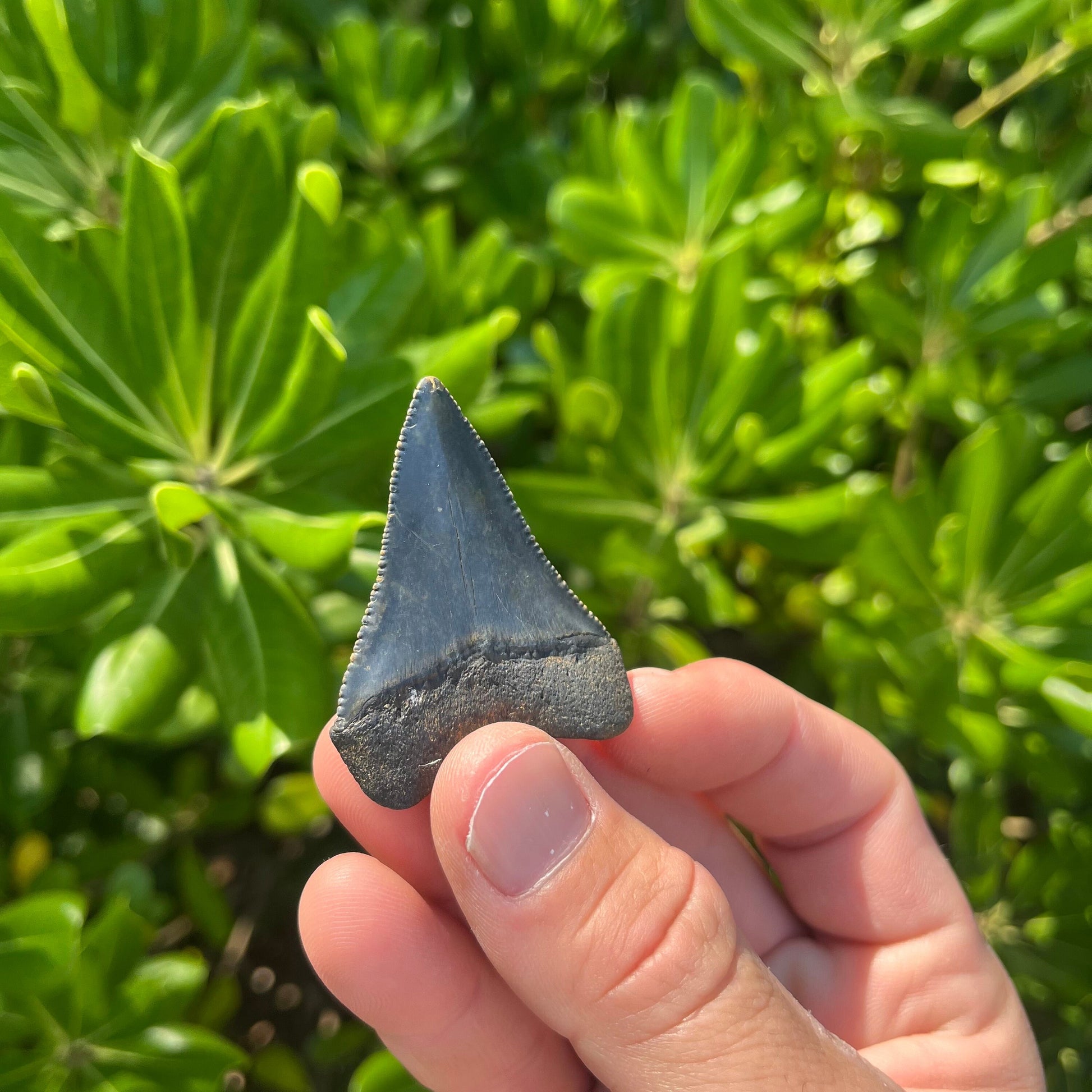 Authentic Great White Shark Tooth!