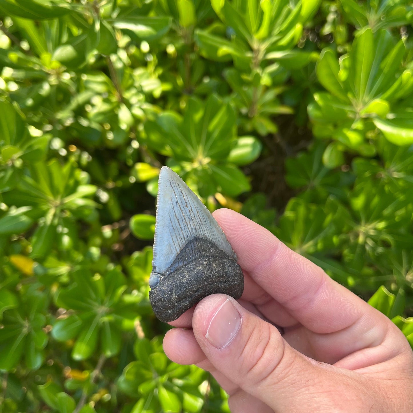 Authentic Chubutensis Shark Tooth | 2.29” x 1.52” NC Fossil