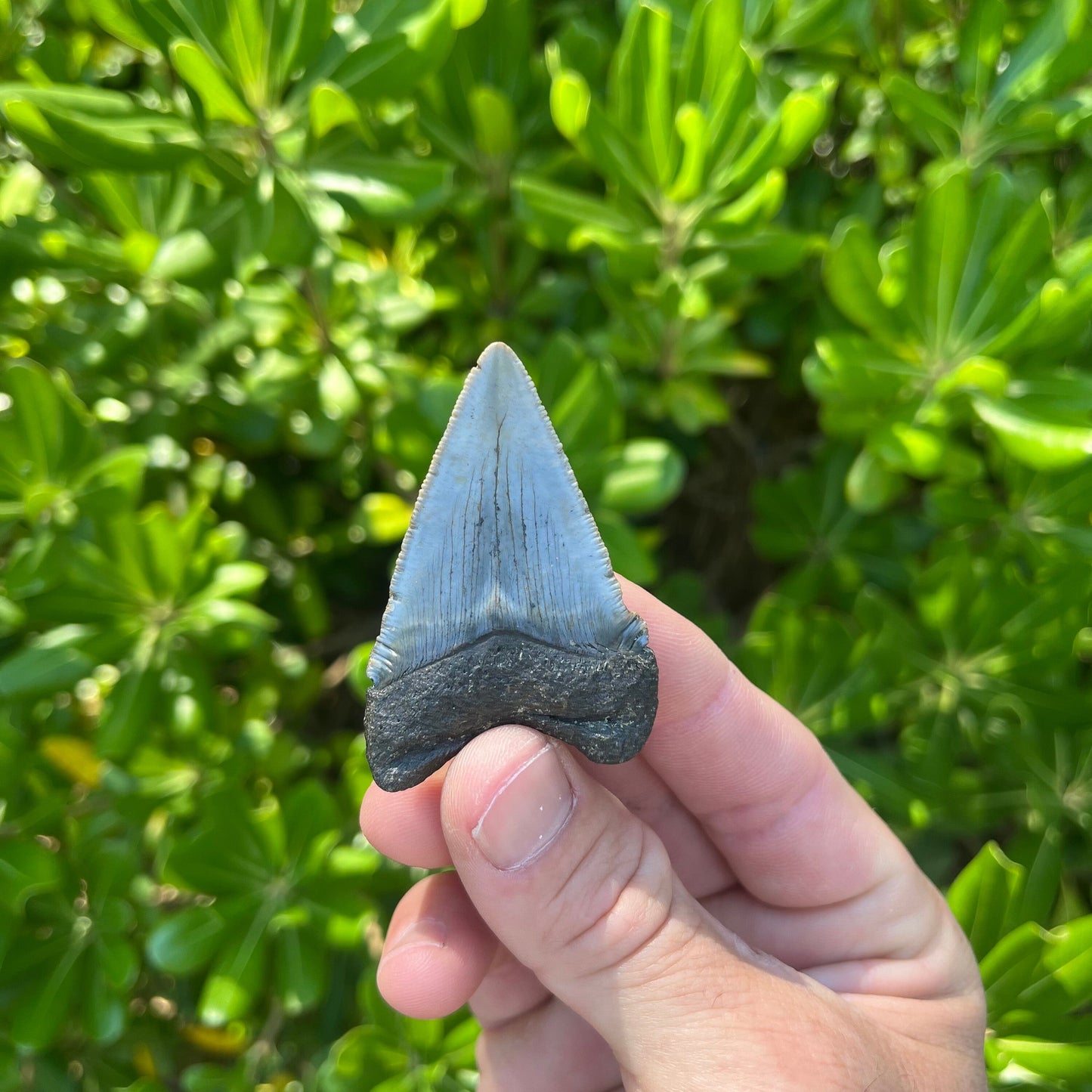 Authentic Chubutensis Shark Tooth | 2.29” x 1.52” NC Fossil