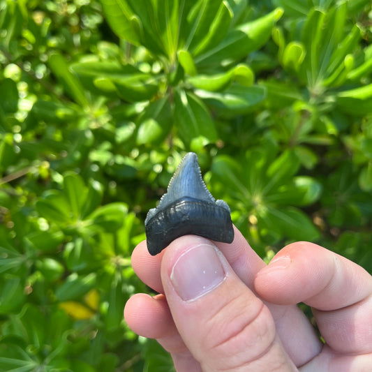 Authentic Chubutensis Shark Tooth | 1.29” x 1.03” NC Fossil