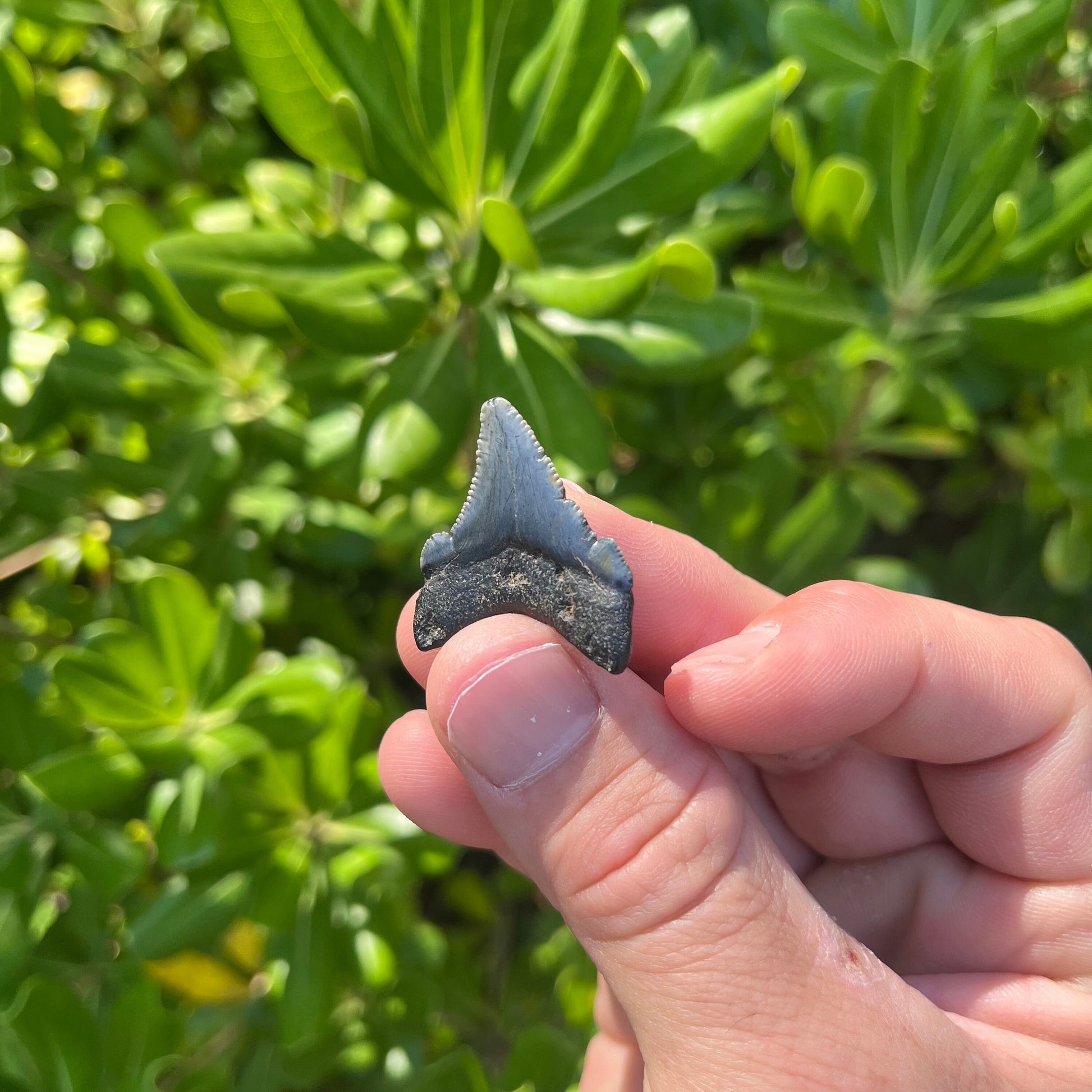 Authentic Chubutensis Shark Tooth | 1.29” x 1.03” NC Fossil