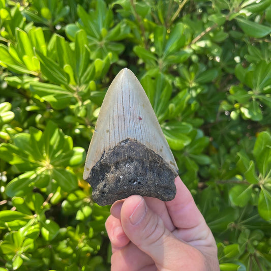 Authentic Megalodon Shark Tooth