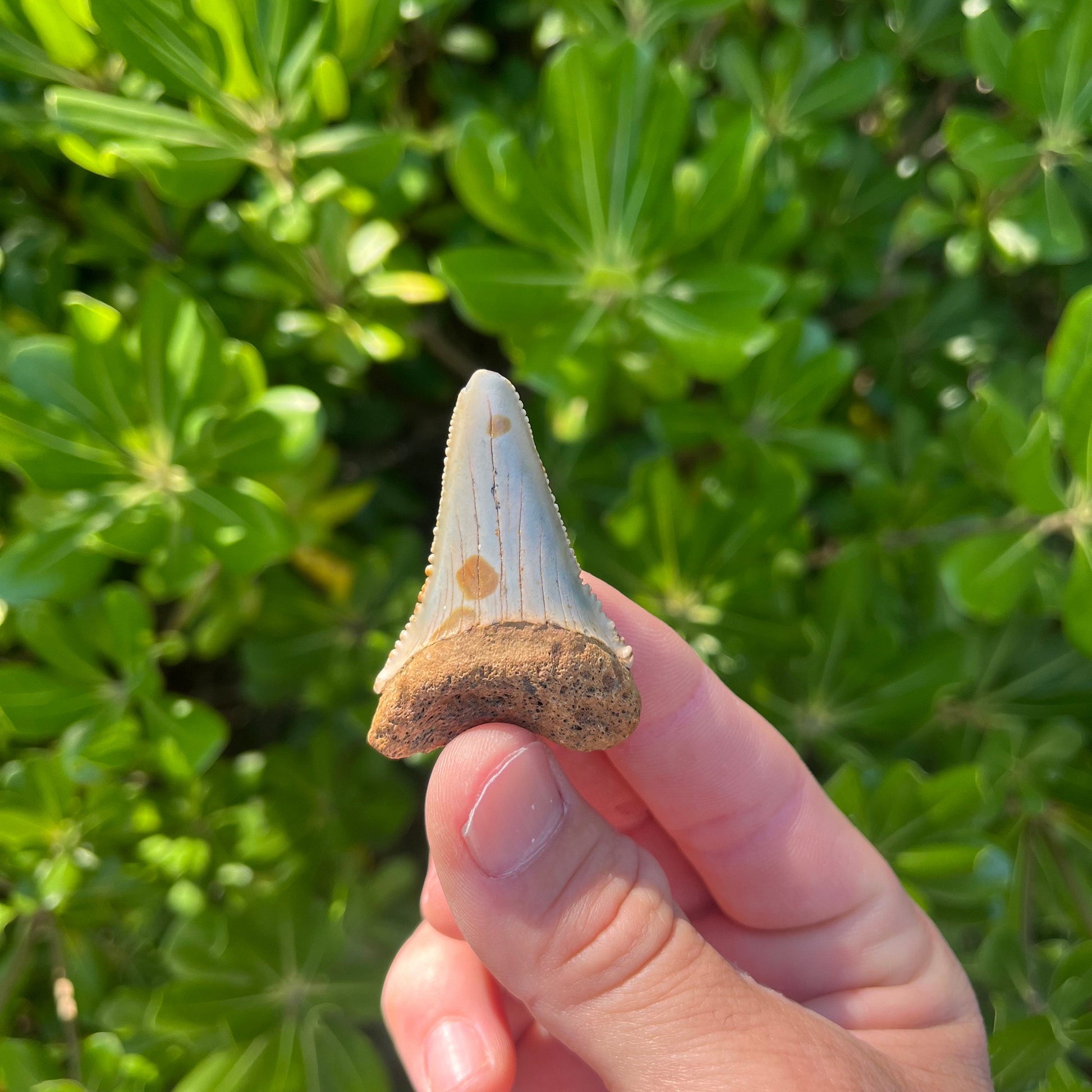 Authentic Great White Shark Tooth!