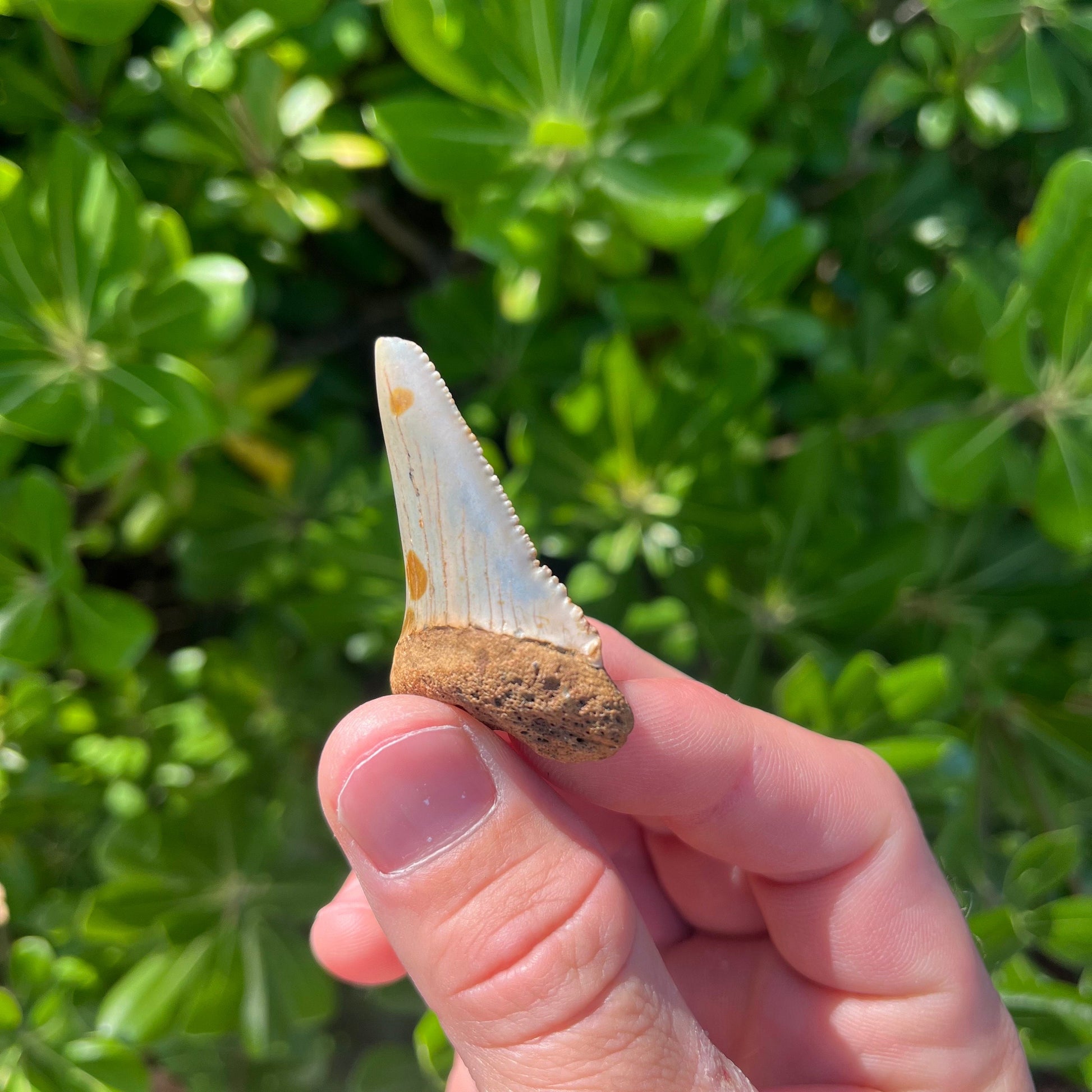 Authentic Great White Shark Tooth!