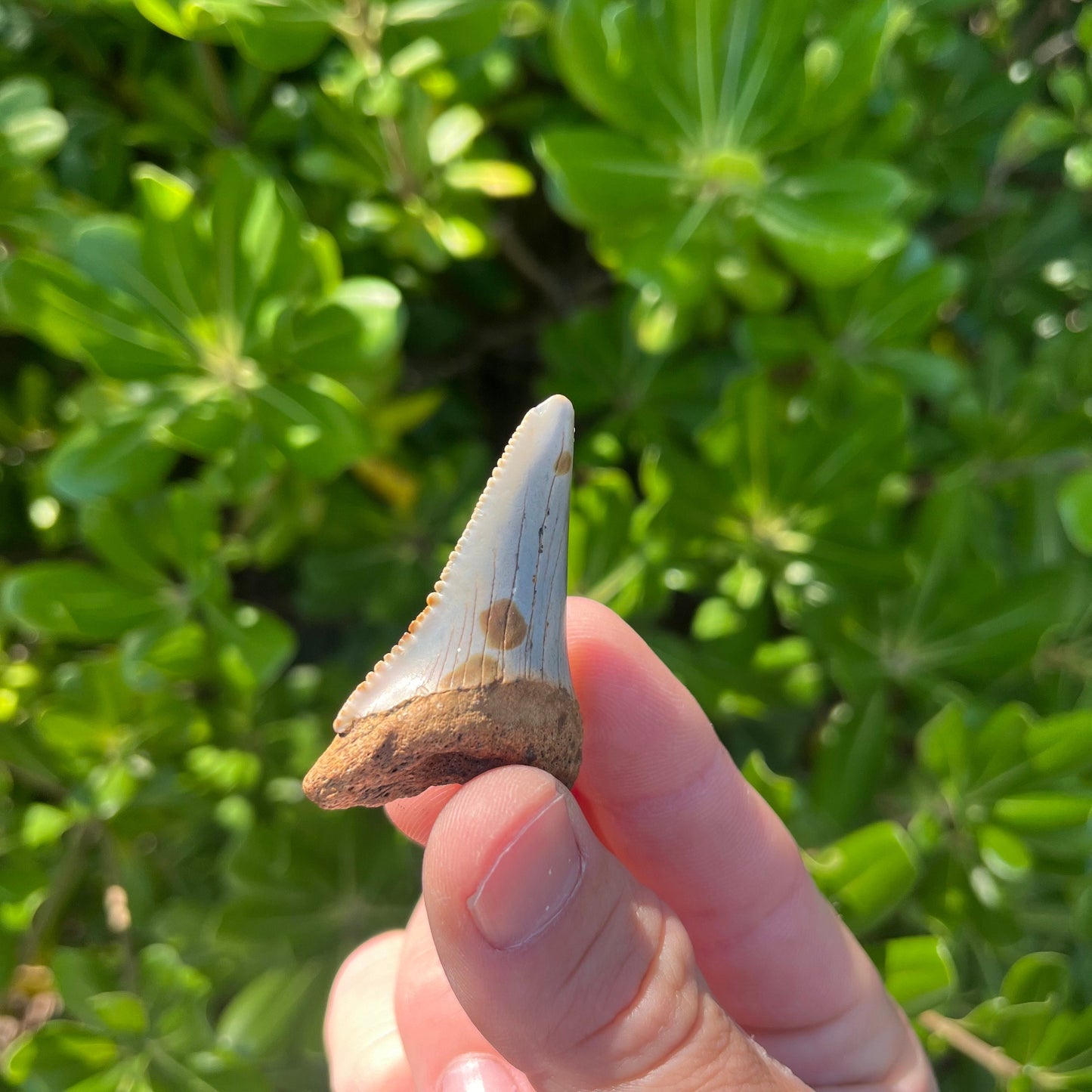 Authentic Great White Shark Tooth!