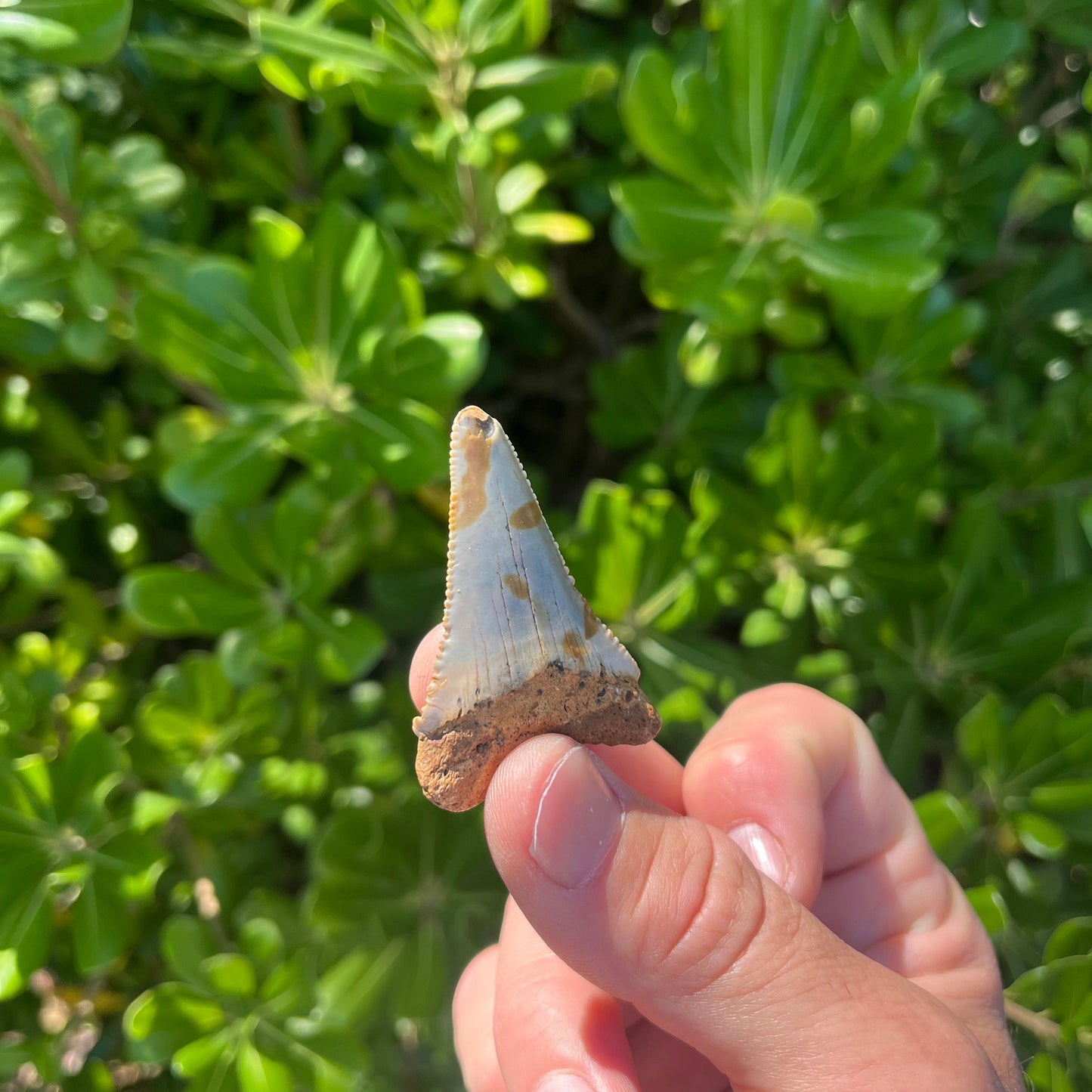 Authentic Great White Shark Tooth!