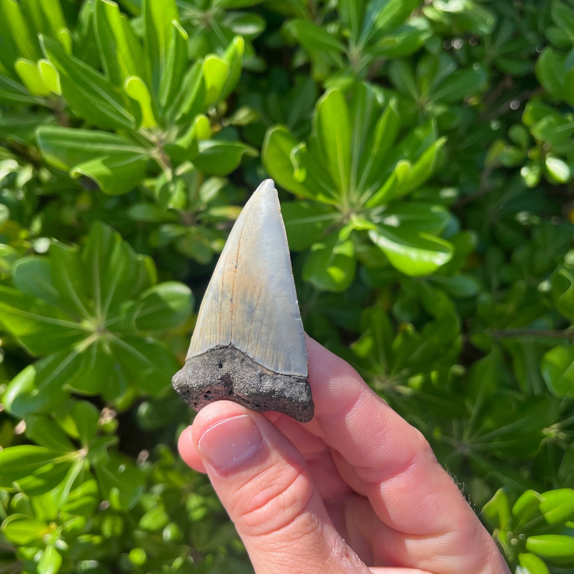 Authentic Mako Shark Tooth Fossil |