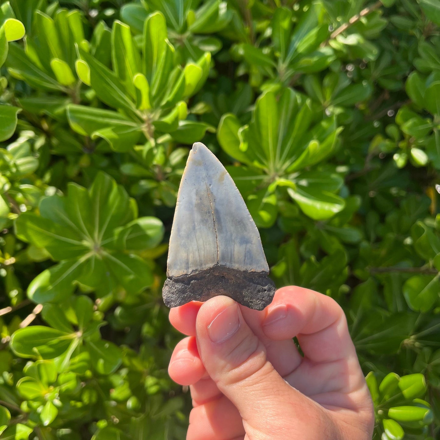 Authentic Mako Shark Tooth Fossil |