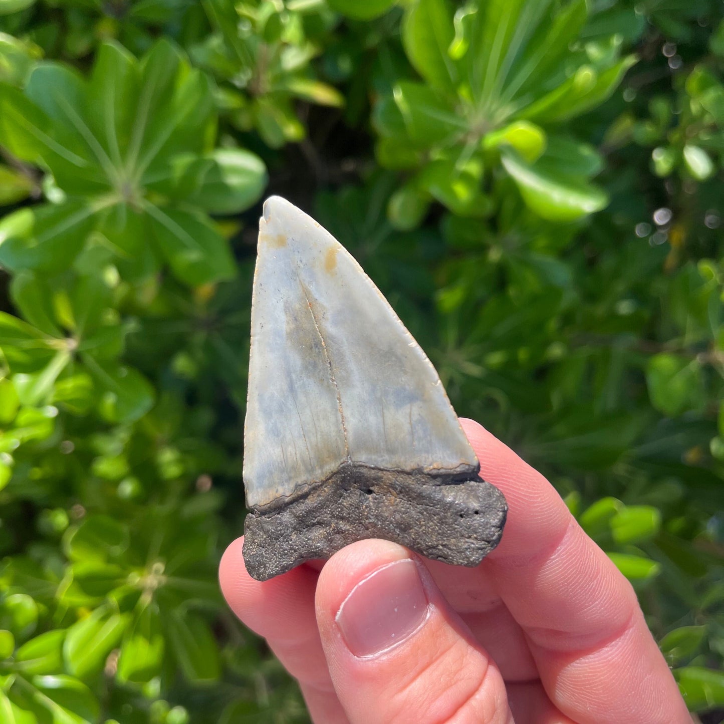 Authentic Mako Shark Tooth Fossil |