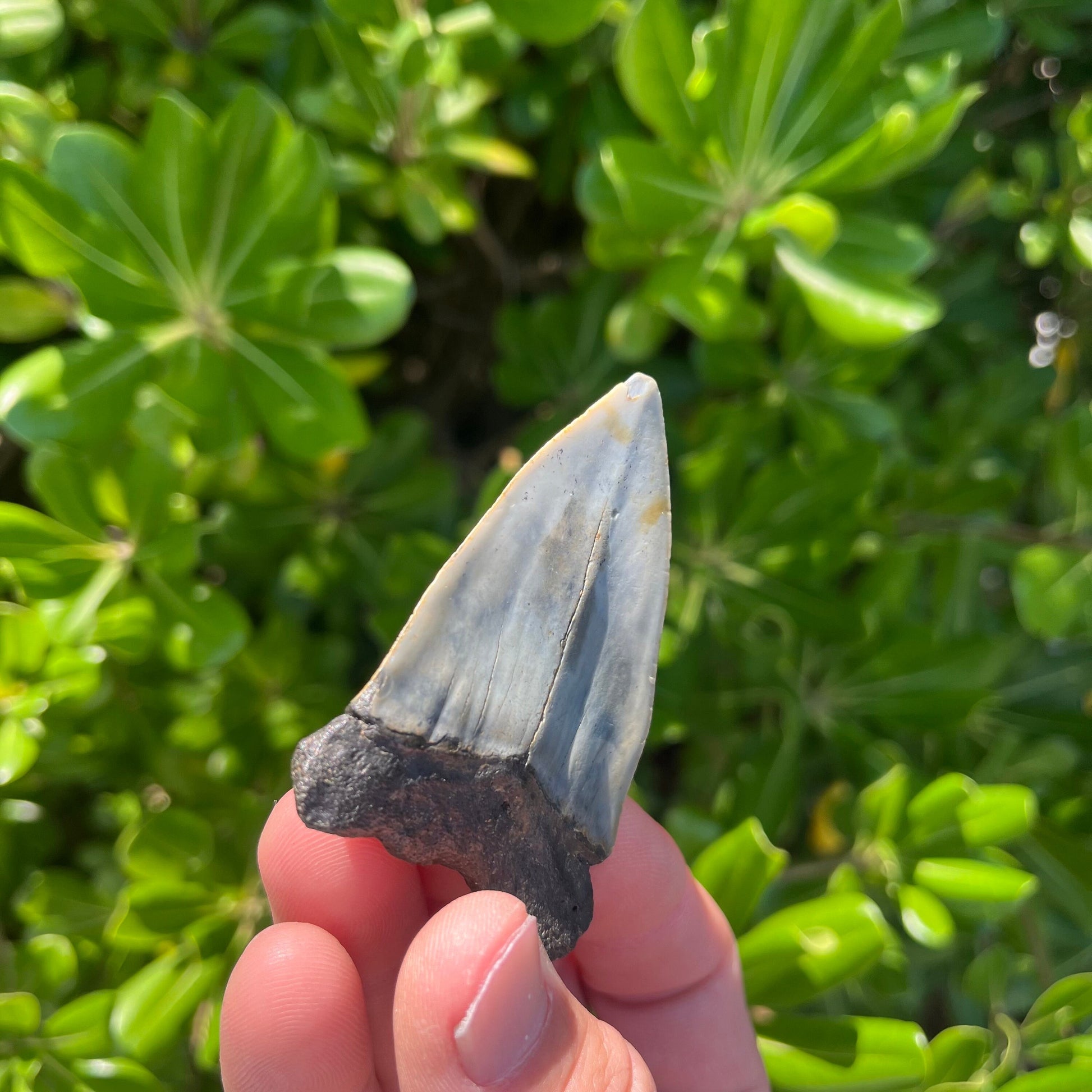 Authentic Mako Shark Tooth Fossil |