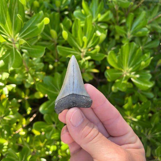 Authentic Mako Shark Tooth Fossil |